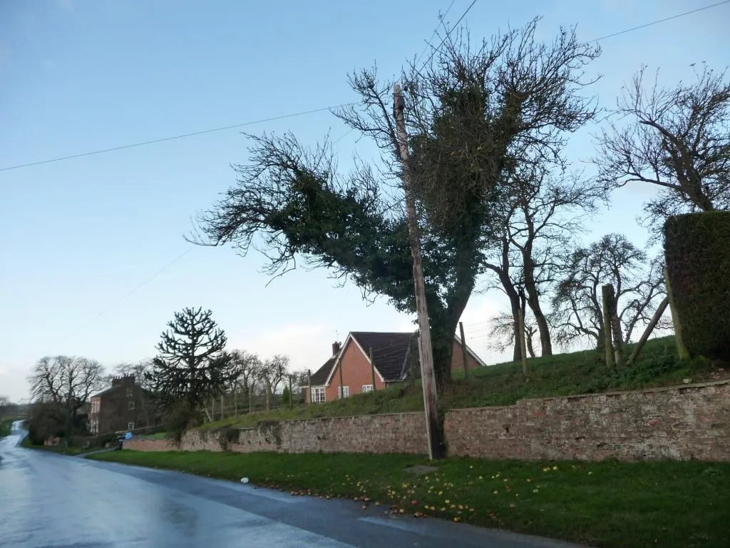 Photo showing: Fallen apples in Hutton Sessay