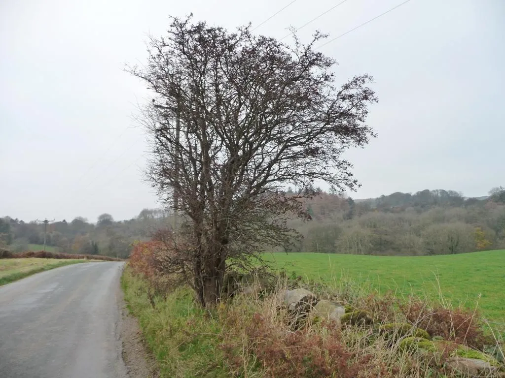 Photo showing: Bare roadside tree