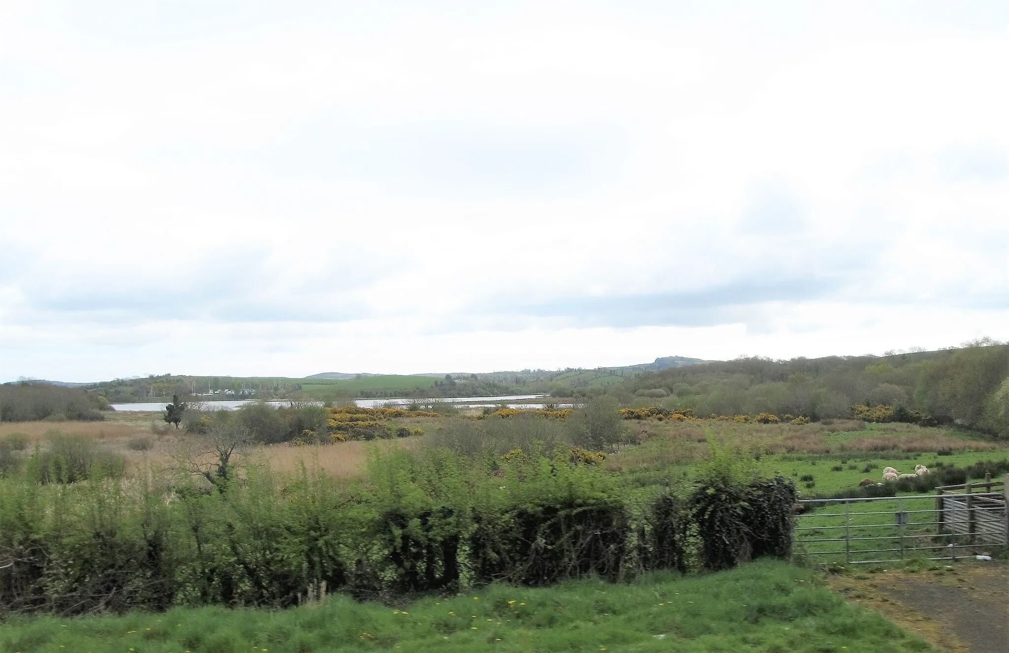 Photo showing: Wetlands between the A22 (Killyleagh Road) and the River Quoile