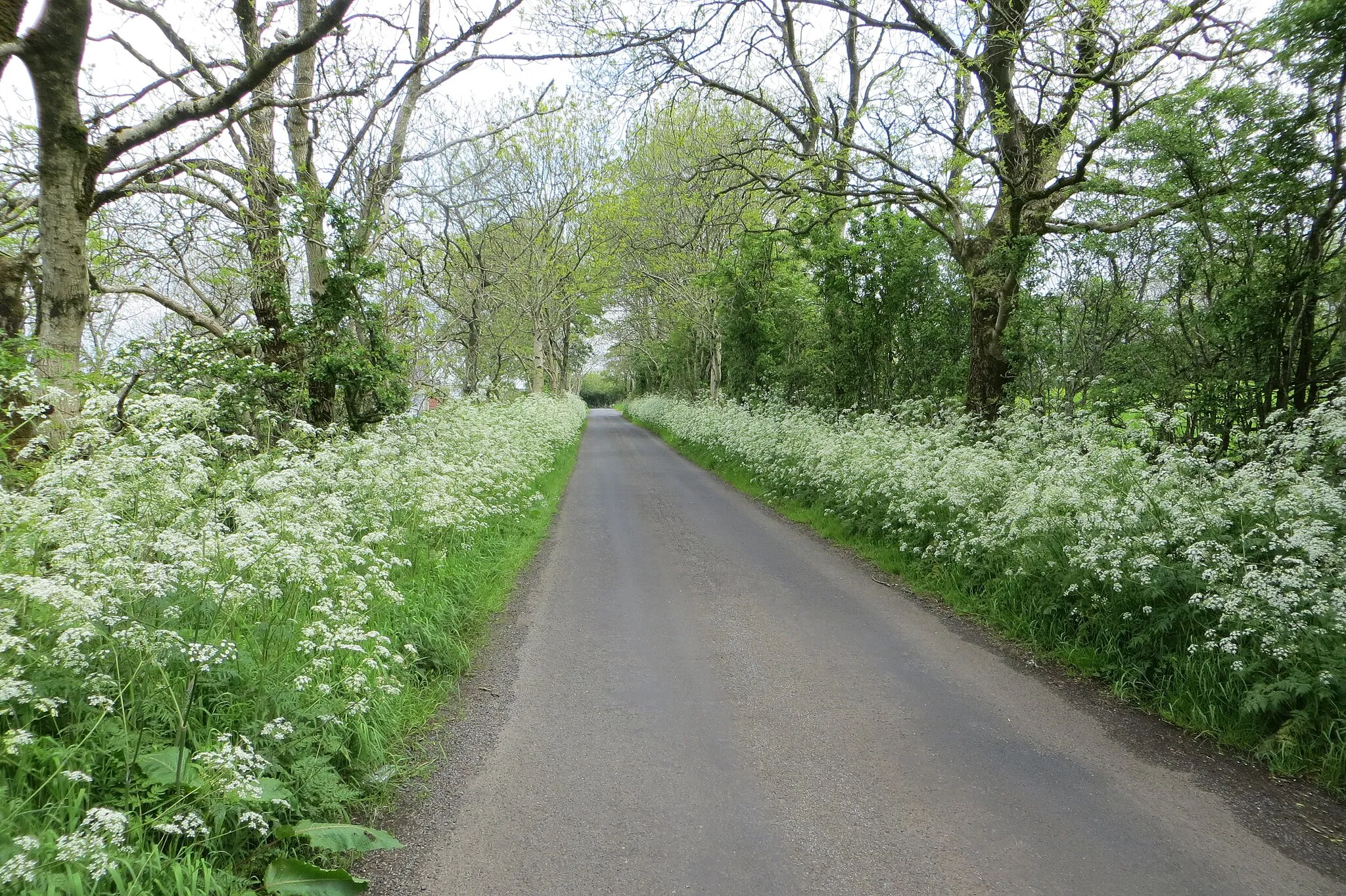 Photo showing: Killygore Road