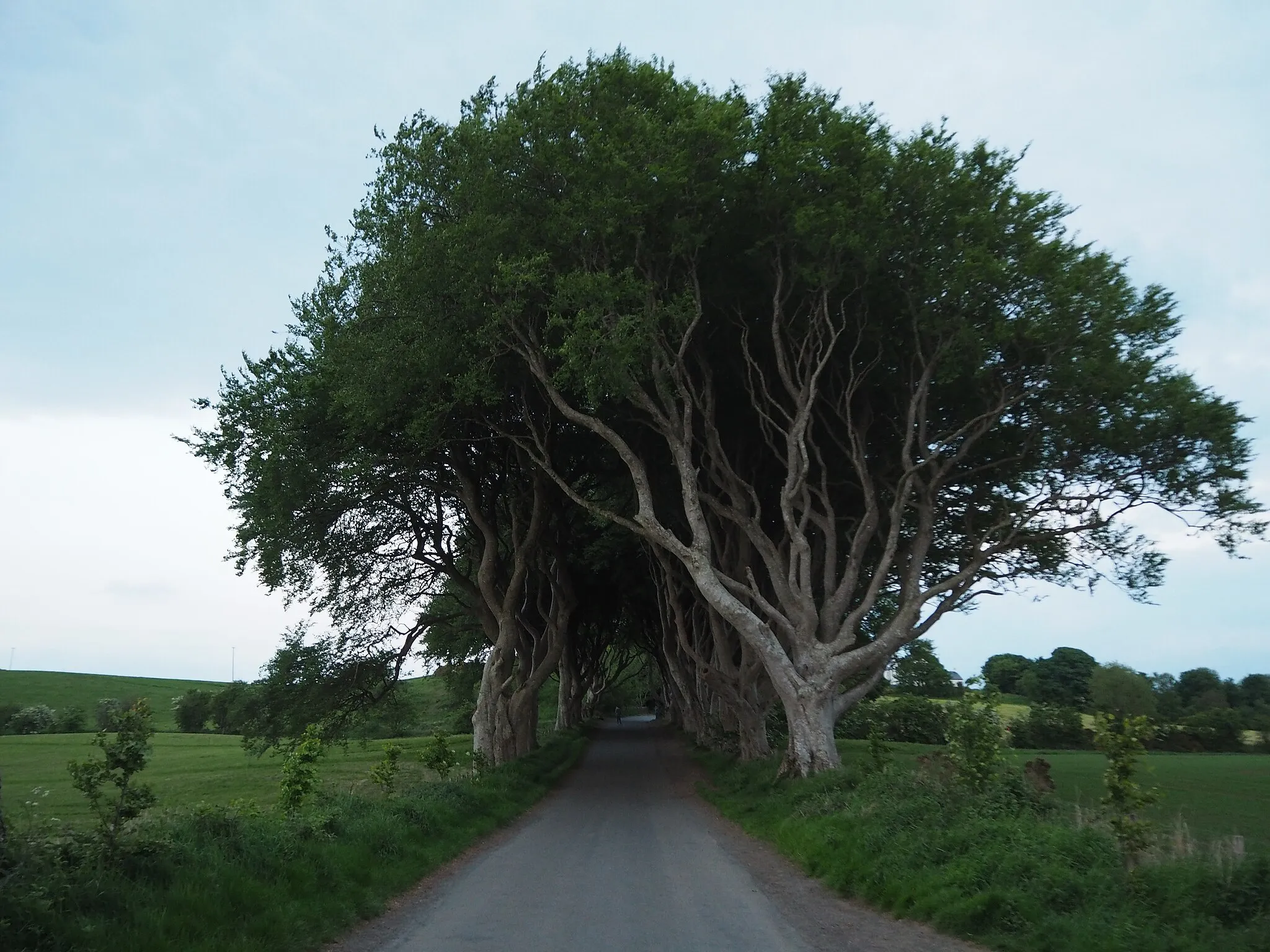 Photo showing: The Dark Hedges (of Game of Thrones fame), in the evening