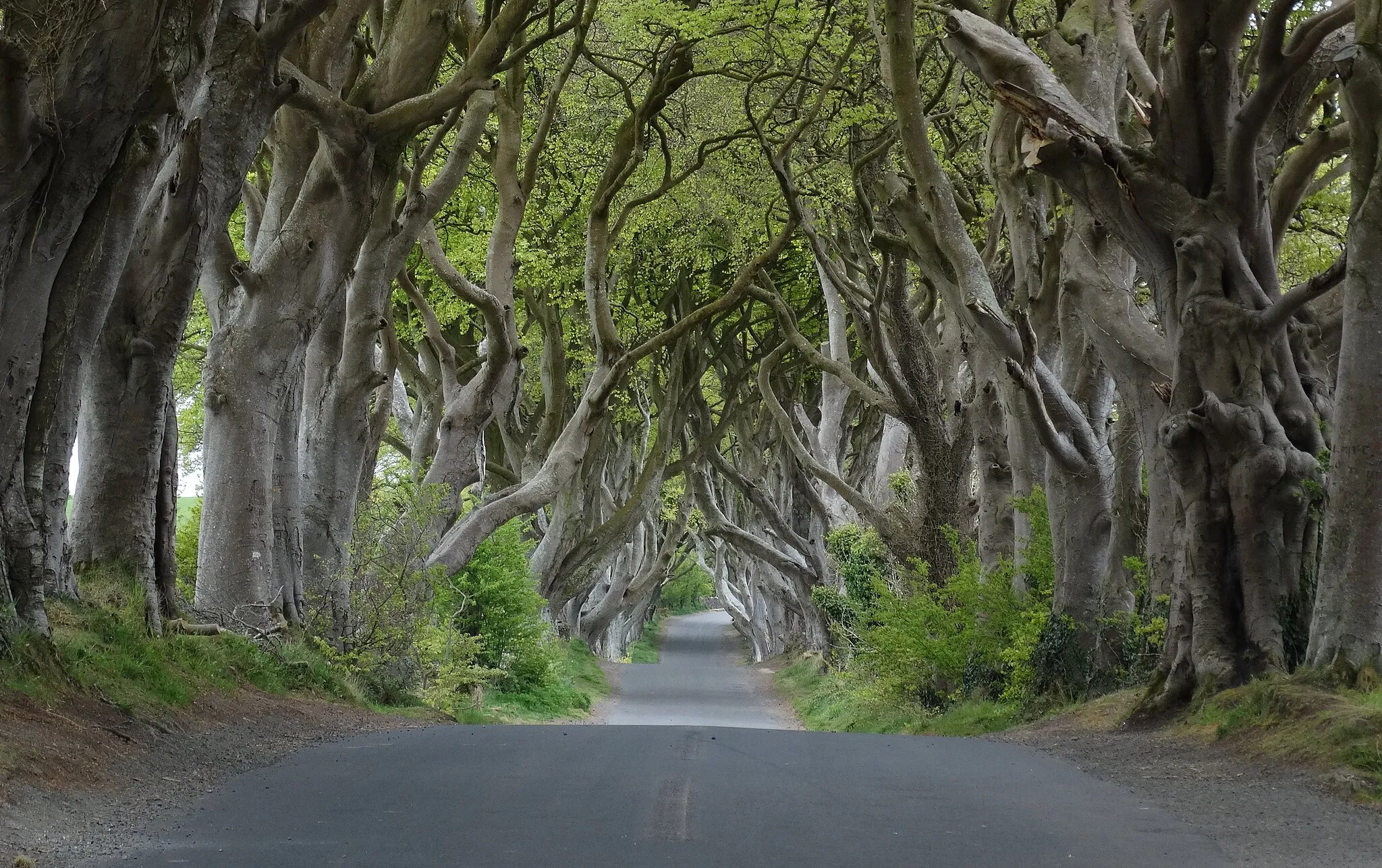 Photo showing: Dark Hedges: an avenue of beech trees (Fagus sylvatica) near Armoy, County Antrim, Northern Ireland. Image taken May 2016. Minor cropping of width compared to original source image.