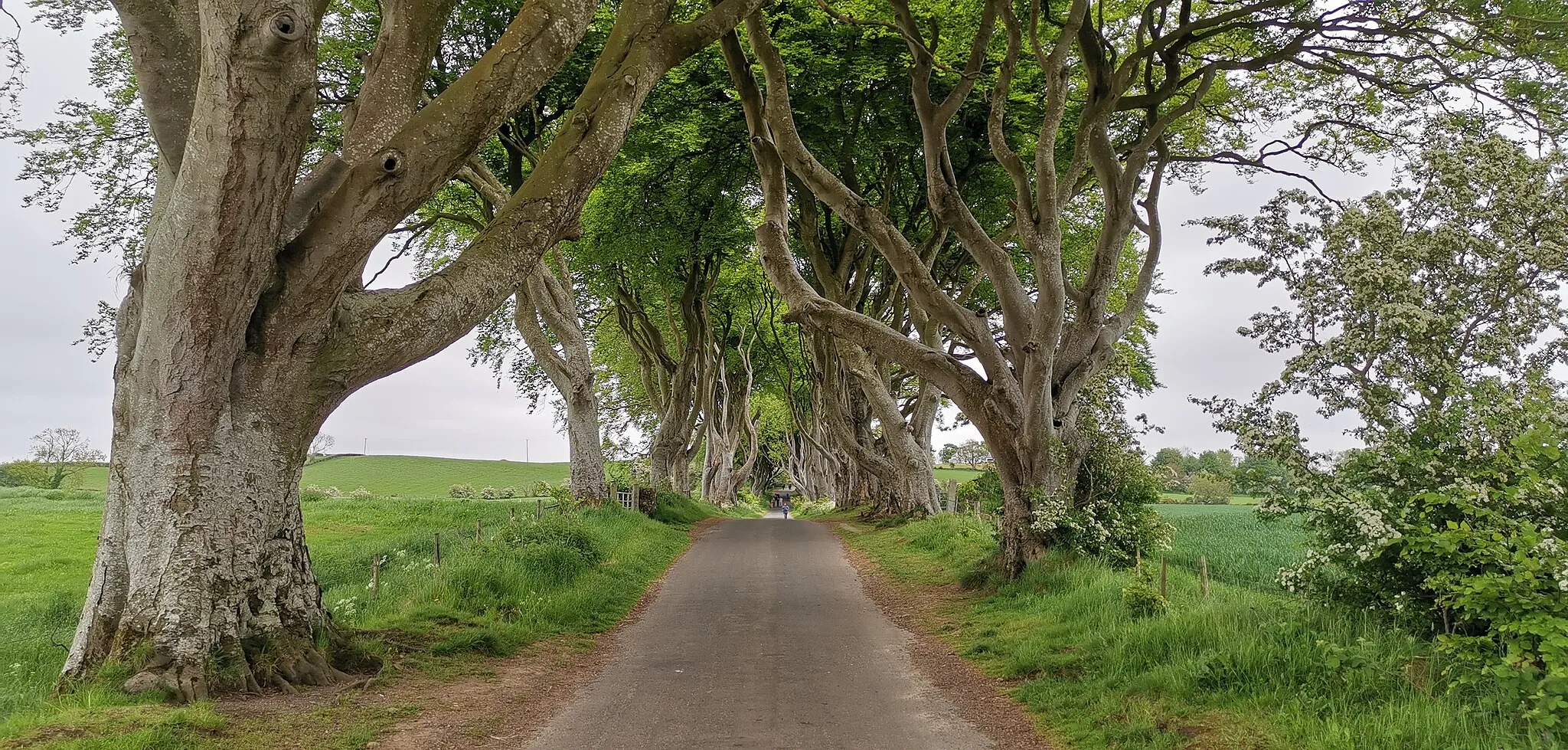 Photo showing: Allee Dark Hedges in Nord Irland