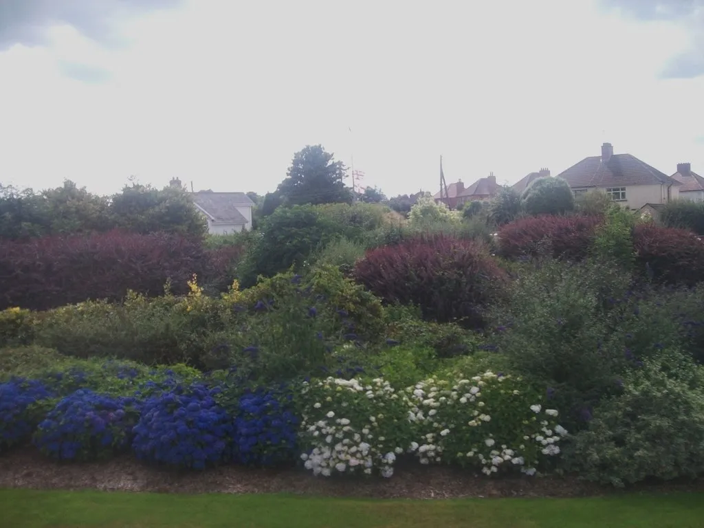 Photo showing: Traffic island at Carryduff