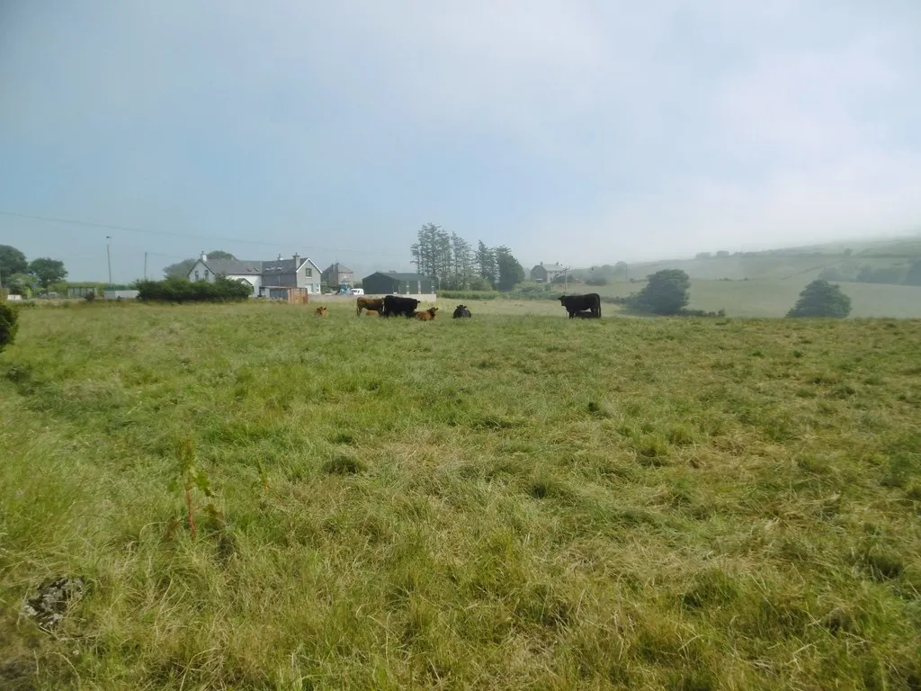 Photo showing: Ballyvoy, cattle grazing
