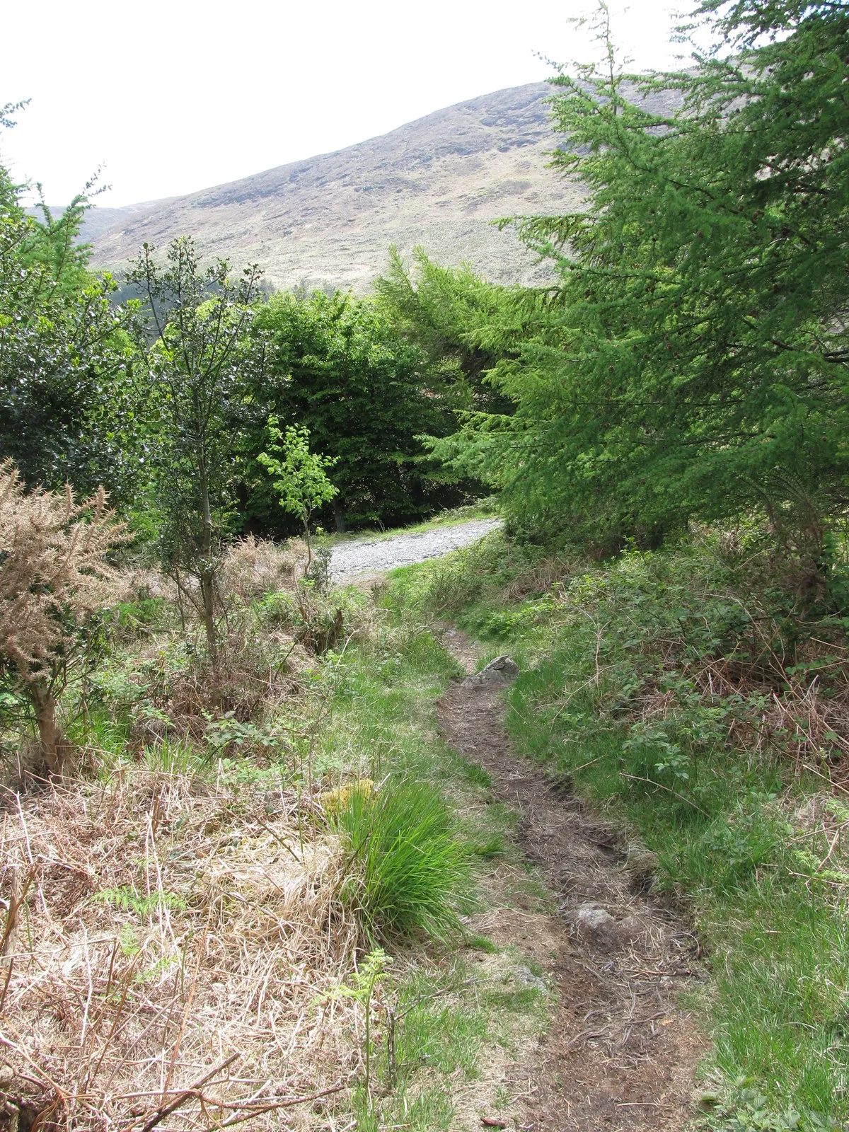 Photo showing: A short cut path from the summit of Curraghard approaching the forest road