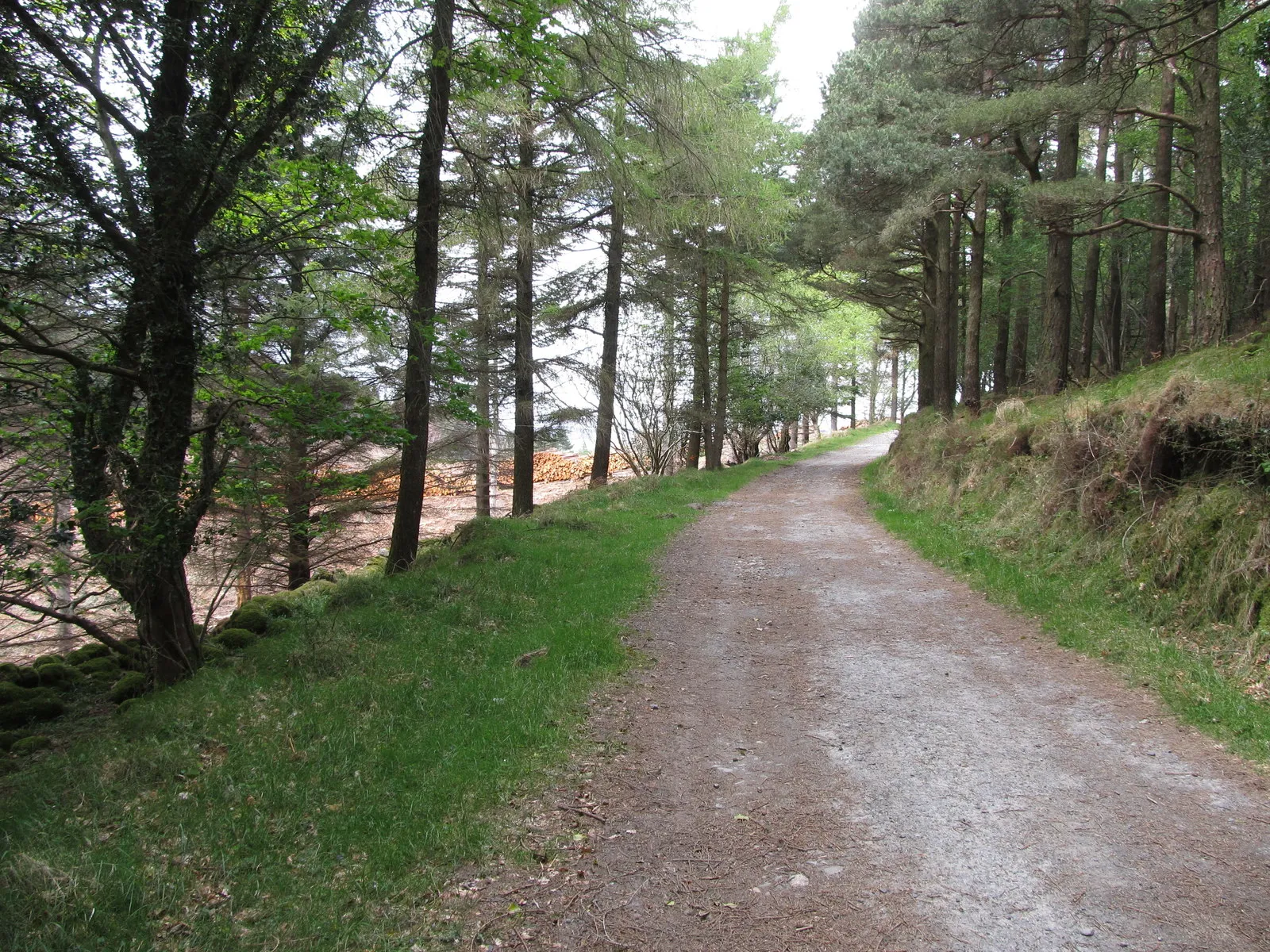 Photo showing: A forest drive linking Curraghard and The Drinns