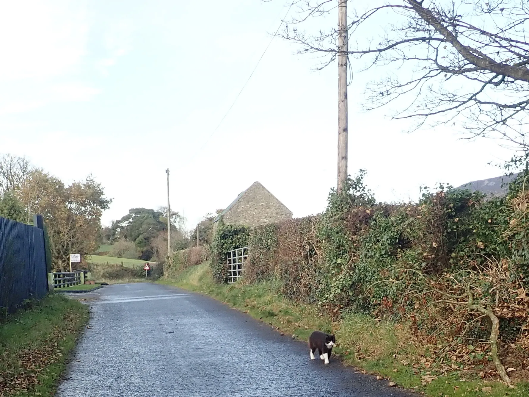 Photo showing: A Tommiecat asserts his territorial rights near O'Hagan's Quarry on Forkhill's Bog Road