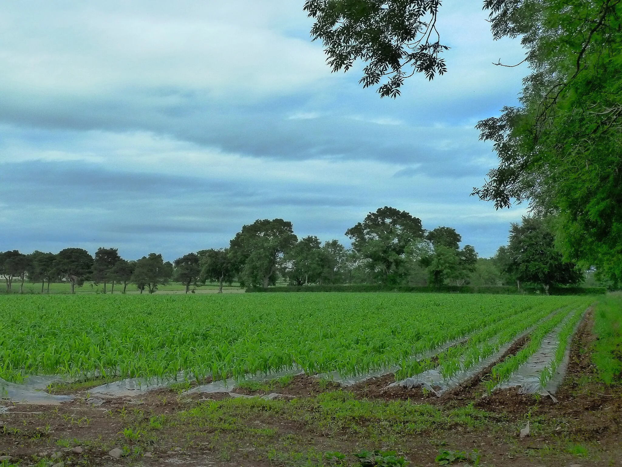 Photo showing: Cornfield, Dunadry