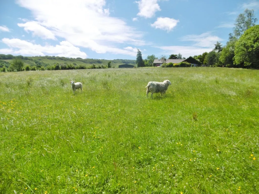 Photo showing: Cairncastle, sheep grazing
