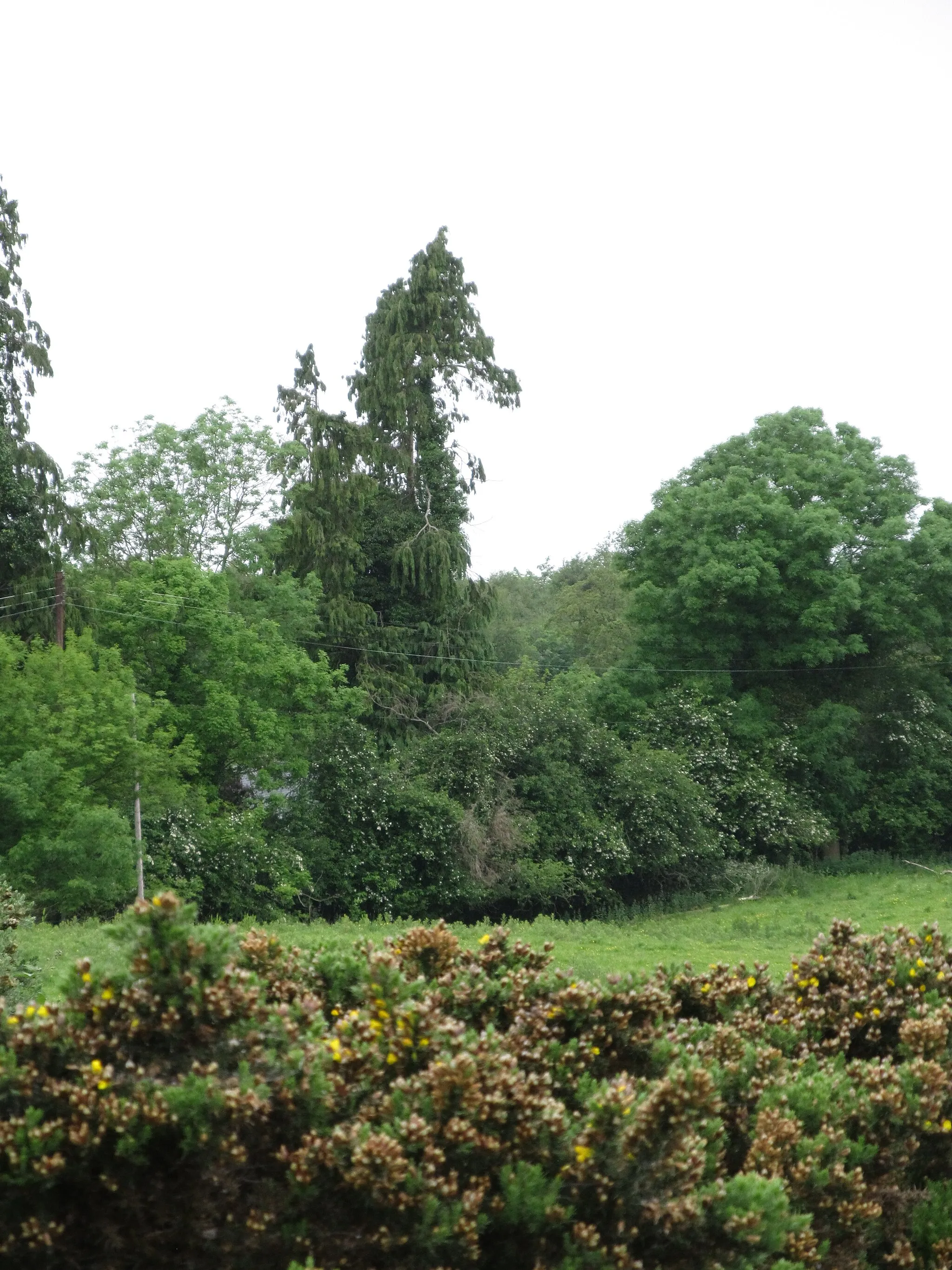 Photo showing: An equine tree on the borders of the Castlewellan Forest Park