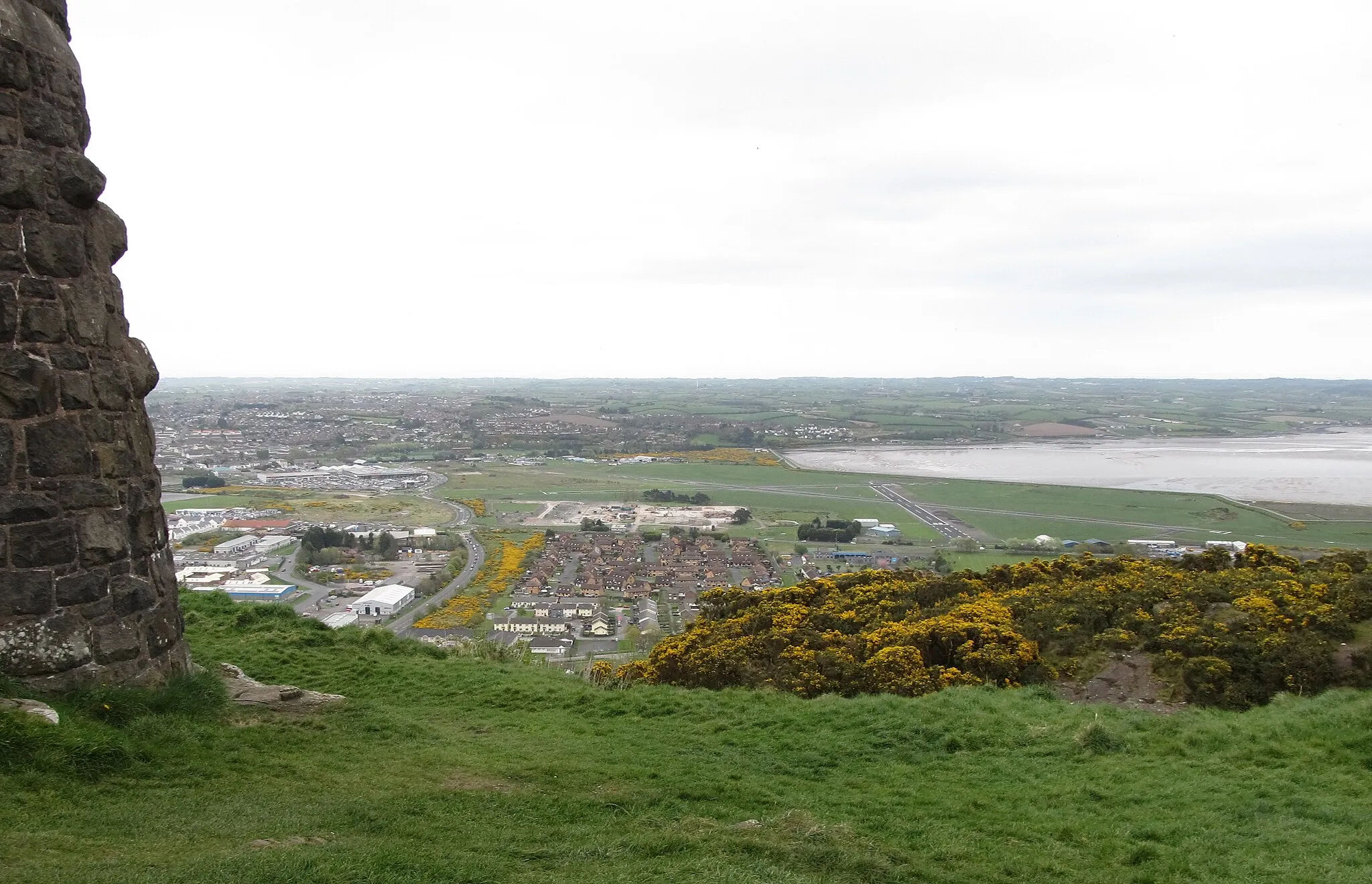 Photo showing: Flowering whins below Scrabo Tower