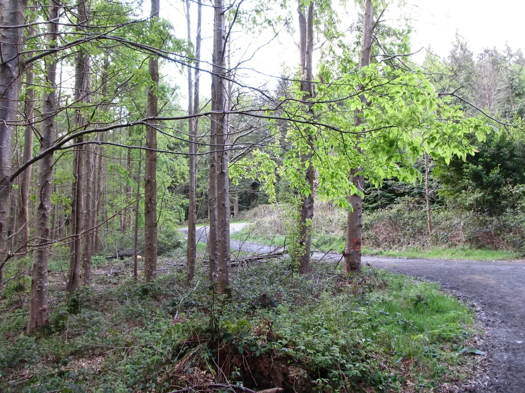 Photo showing: Winding track through broadleaved forest