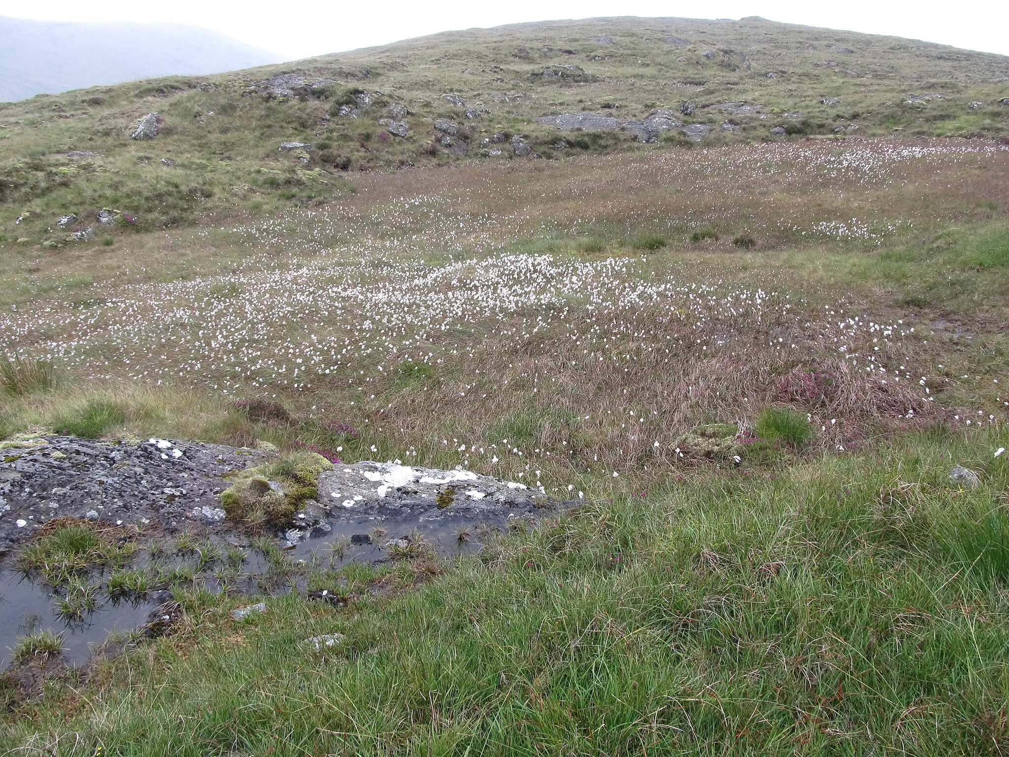 Photo showing: View across the boggy col between  thee north and south summits of Pigeon Rock Mountain