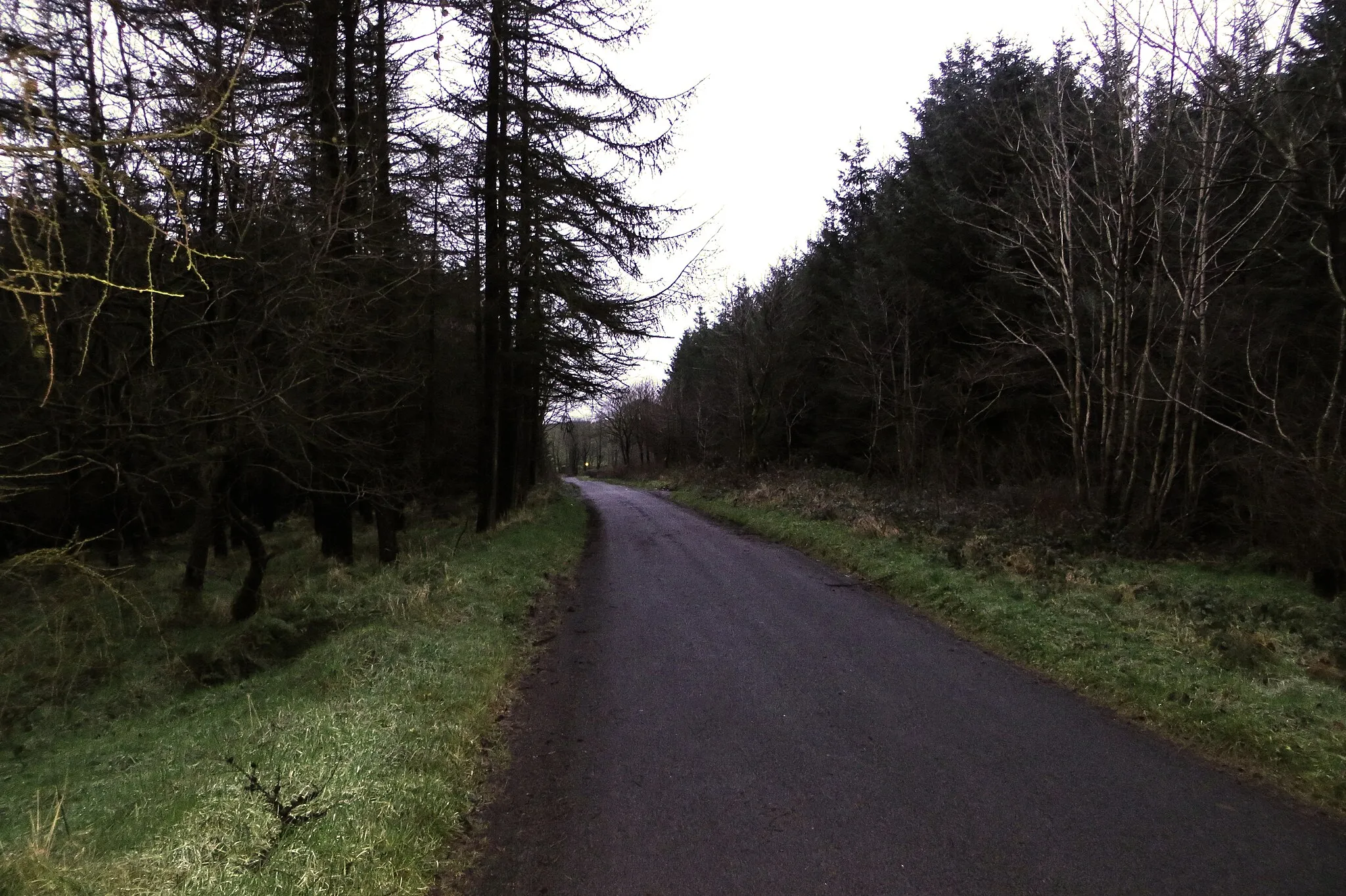 Photo showing: Tardree Forest on Tobernaveen Hill