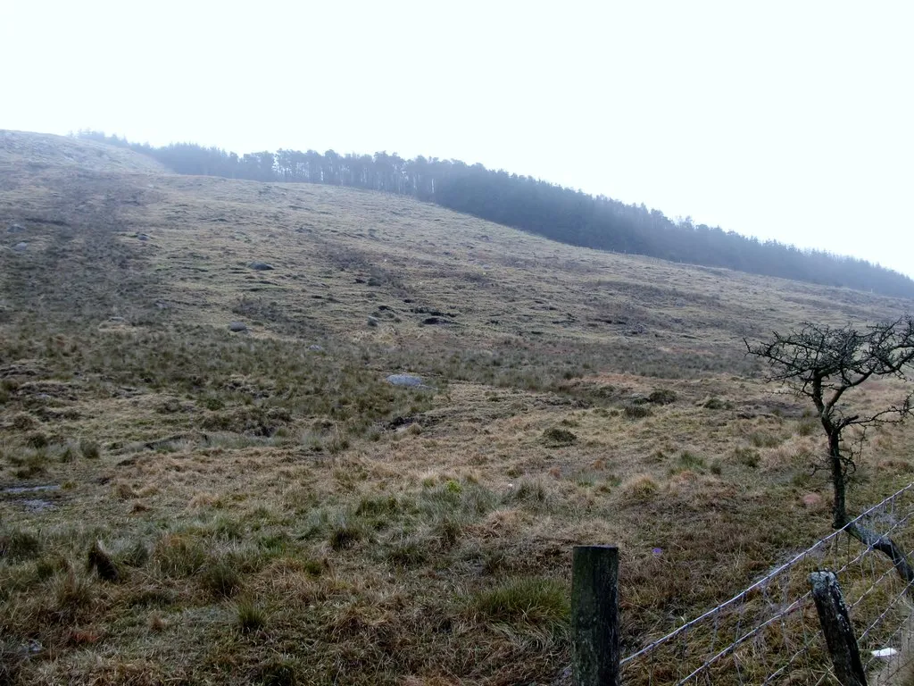 Photo showing: The forested summit of Crotlieve Mountain