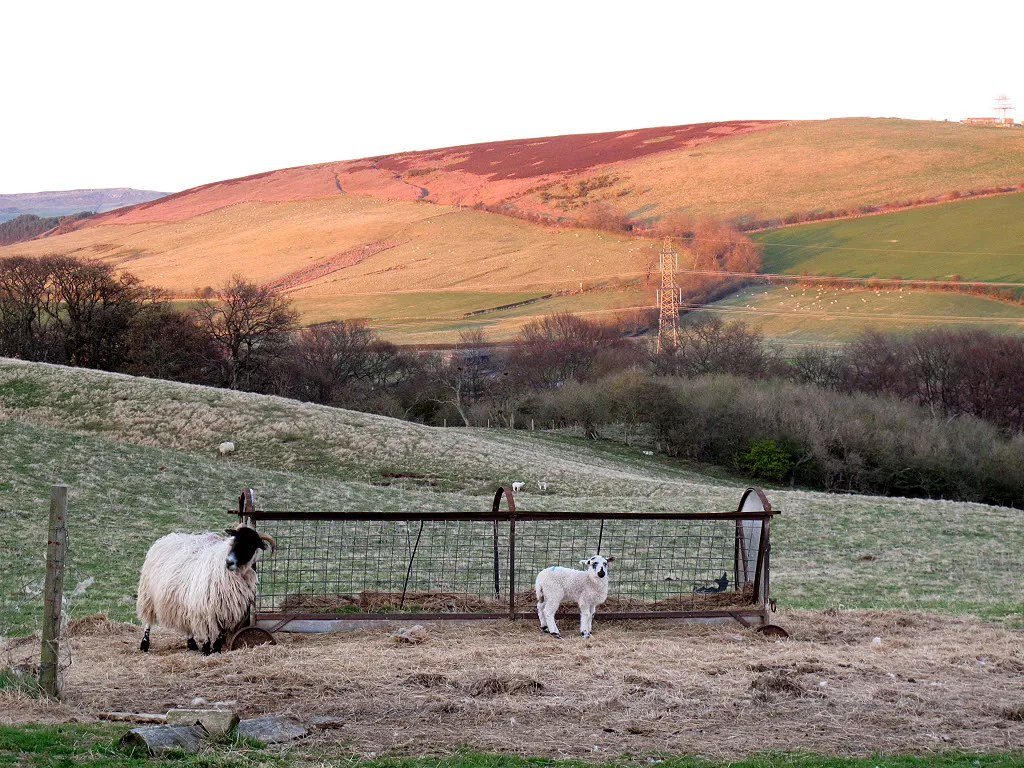 Photo showing: Ewe and lamb