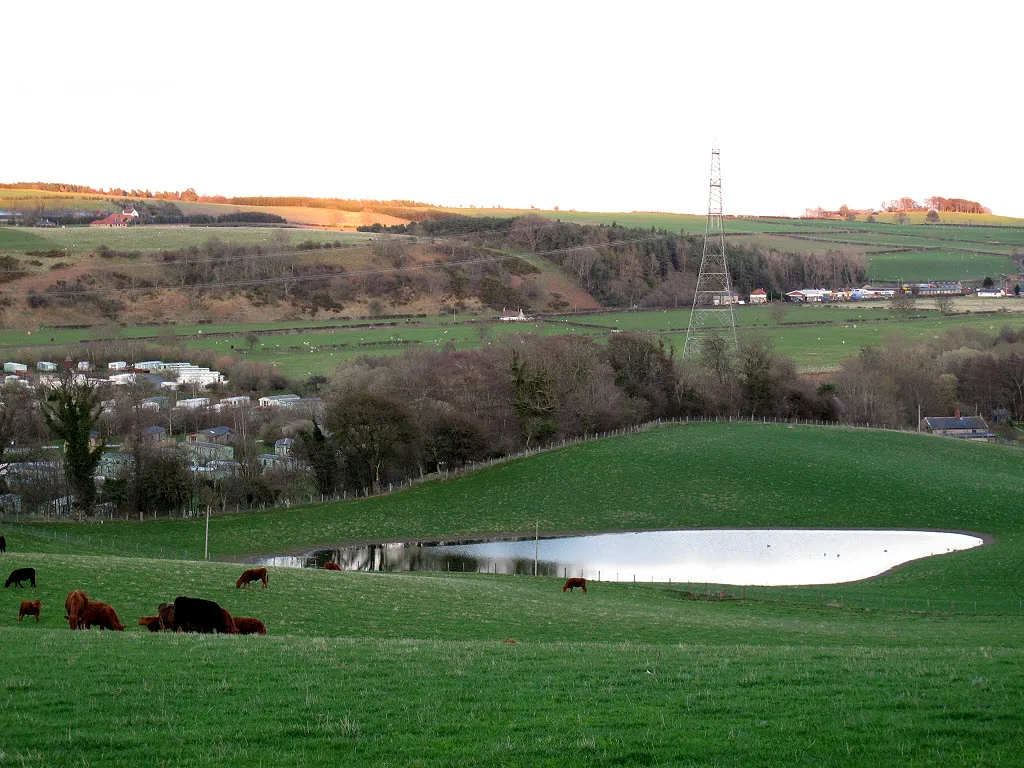 Photo showing: Pond with cows