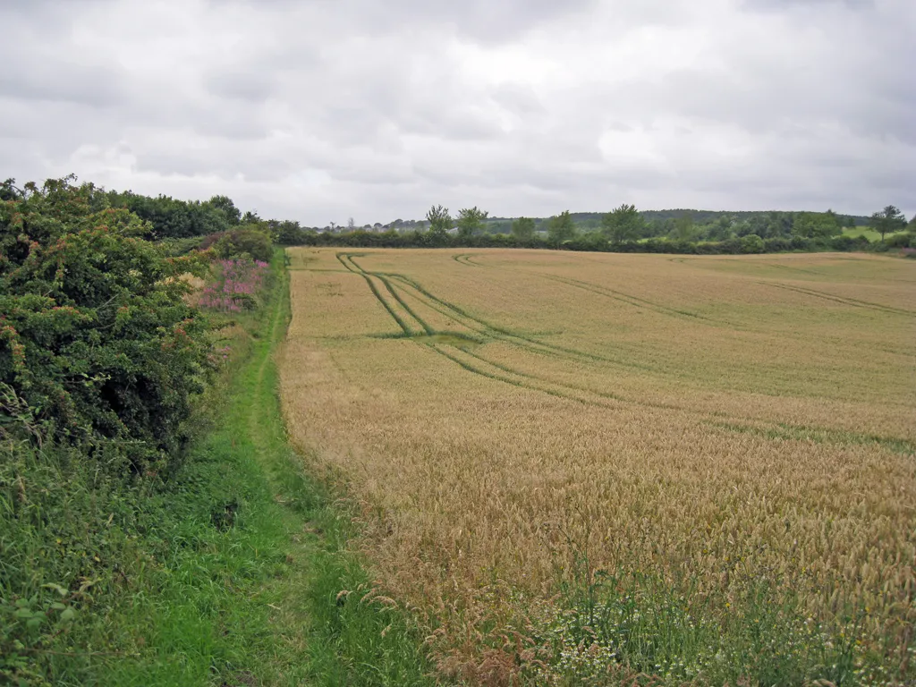 Photo showing: Footpath by a wheat field