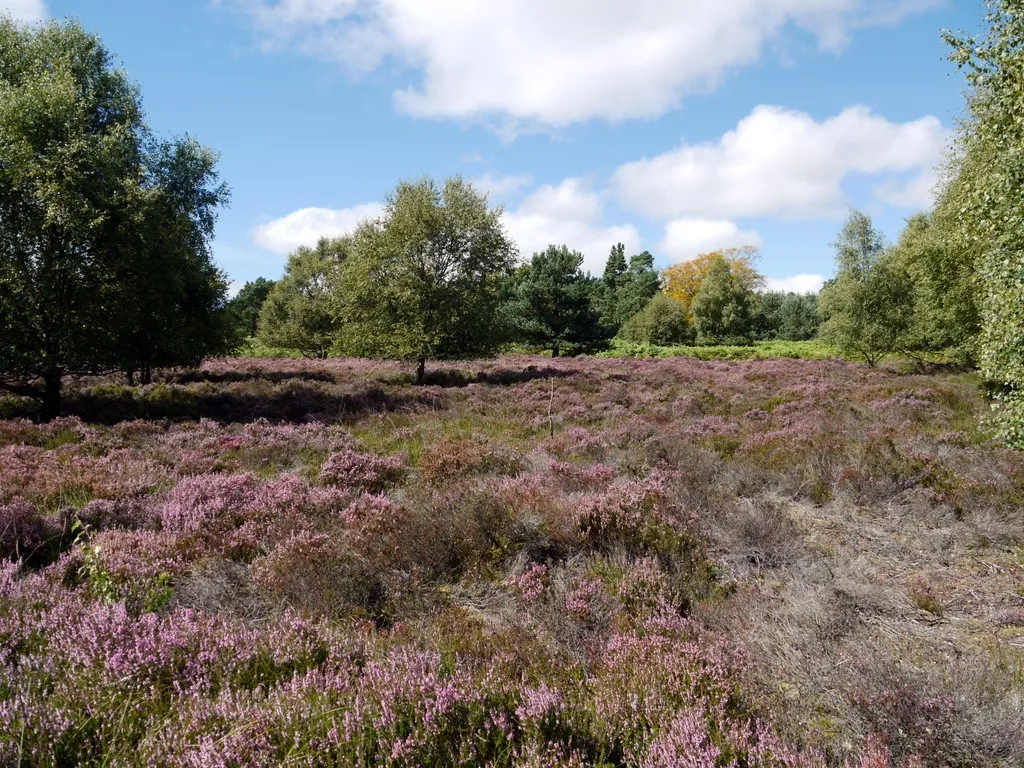 Photo showing: Enclosure, Beanley Moor