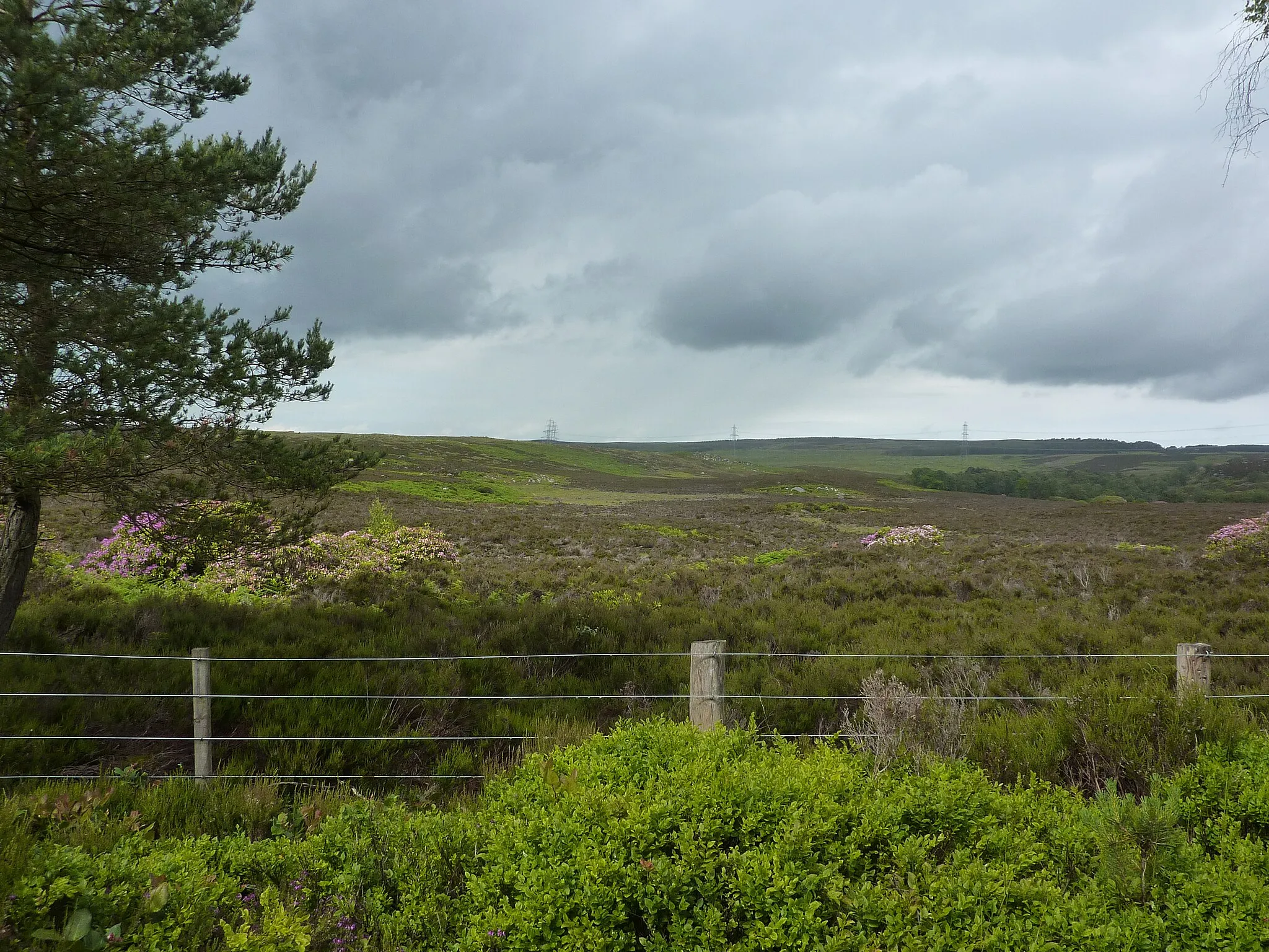 Photo showing: Heather, bilberries and distant pylons