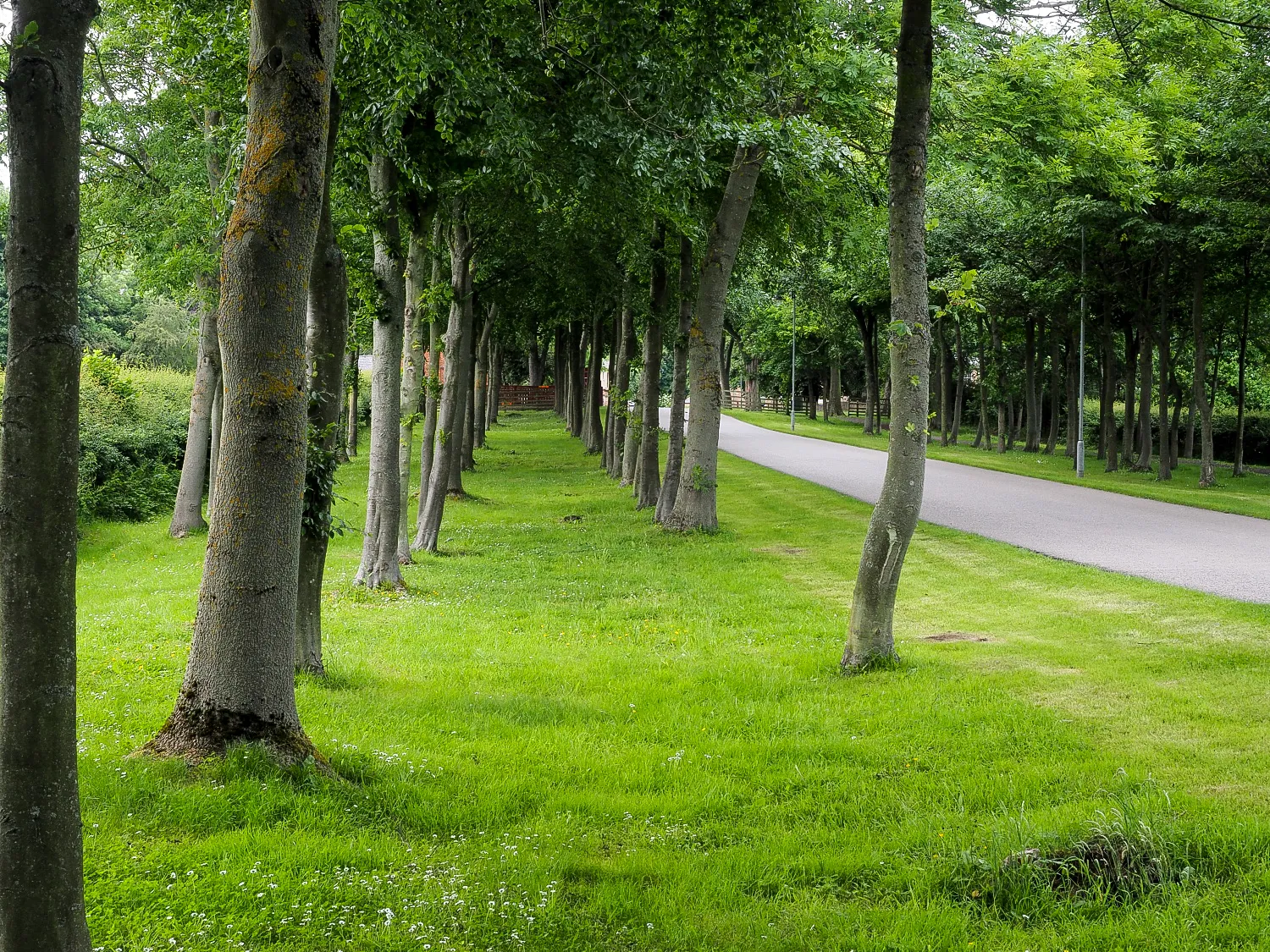 Photo showing: Avenues of trees alongside road to Bowes Business Park