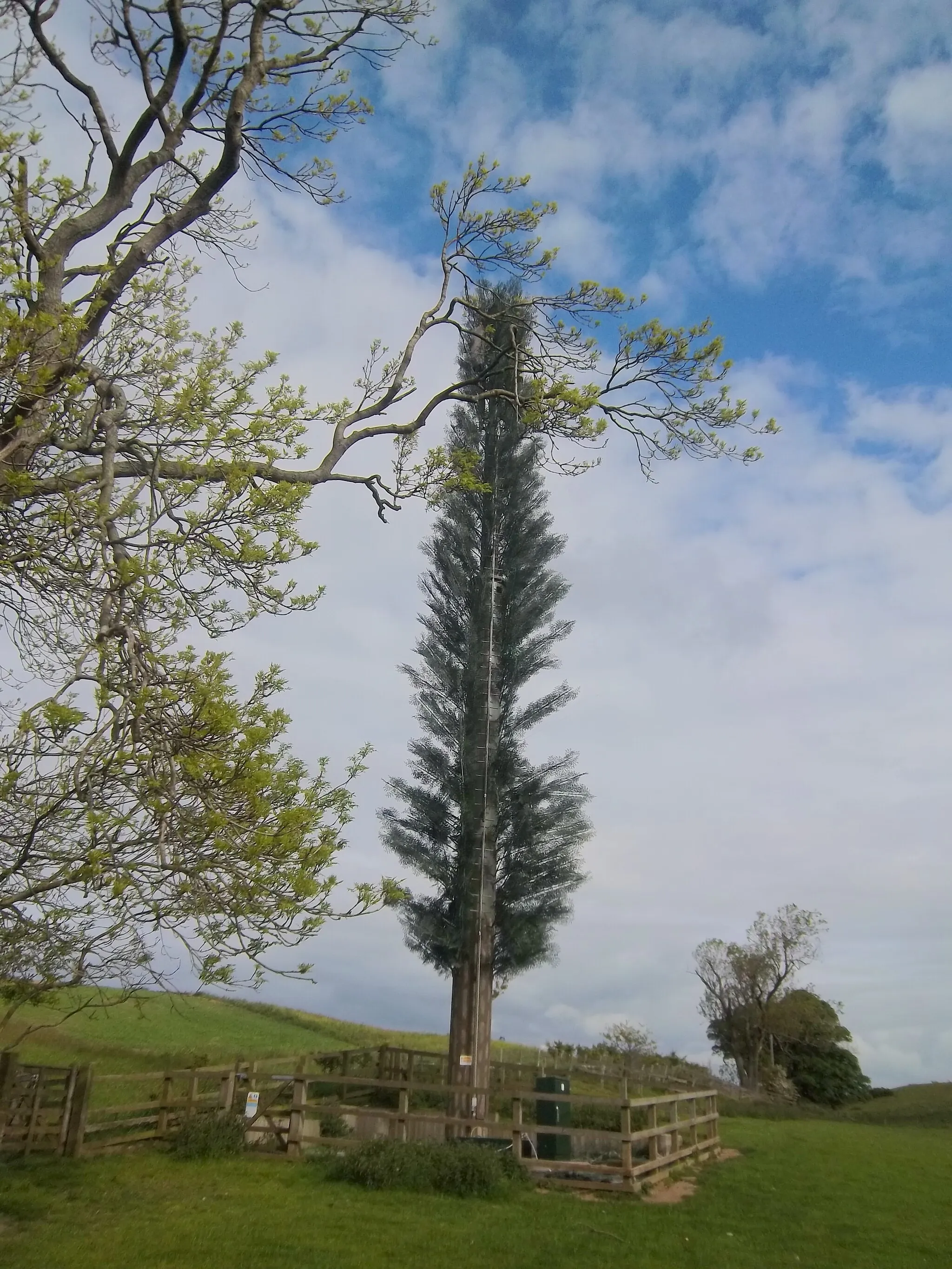 Photo showing: A most unusual tree [2]