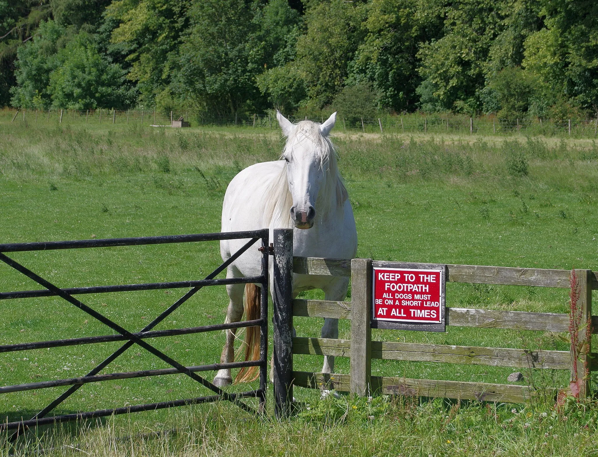 Photo showing: A friendly horse (equus ferus caballus) in a field by the Fallodon level crossing near Christon Bank, Northumberland.