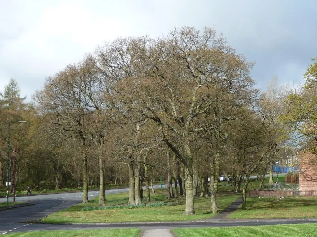 Photo showing: Stand of trees, Tanfield Lea