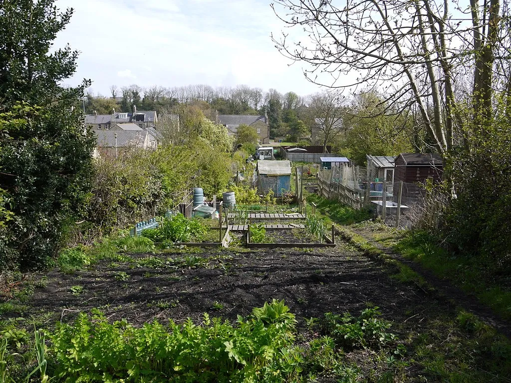 Photo showing: Allotment at The Butts, Warkworth