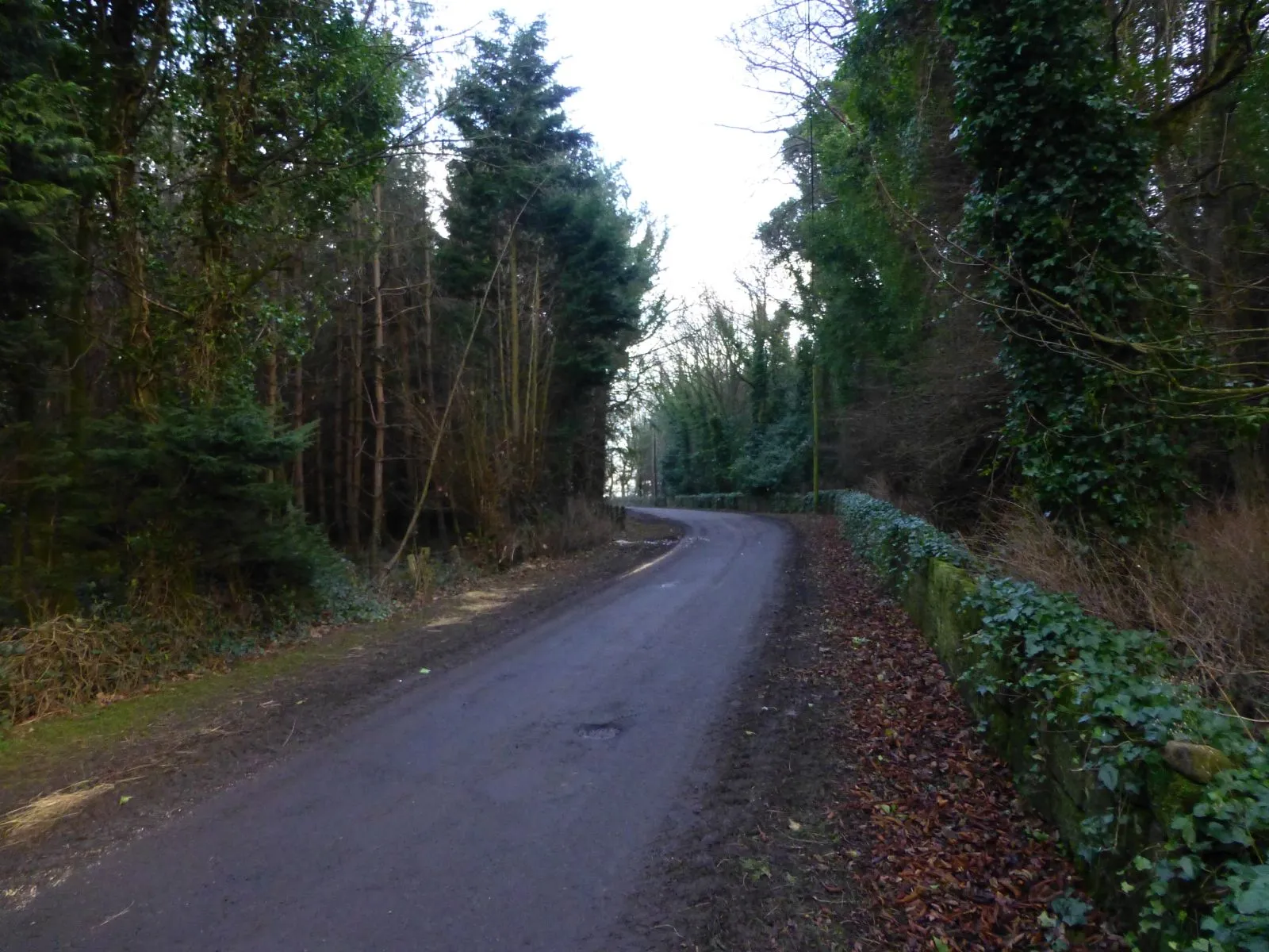 Photo showing: Road through the forest