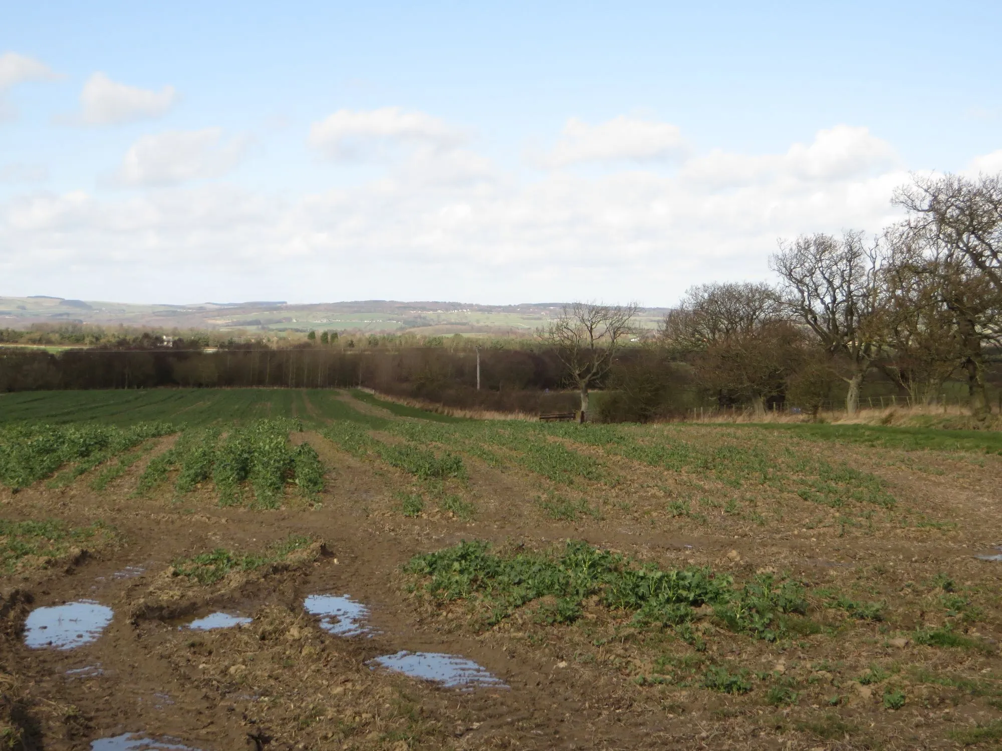 Photo showing: Arable field north of Causey Park
