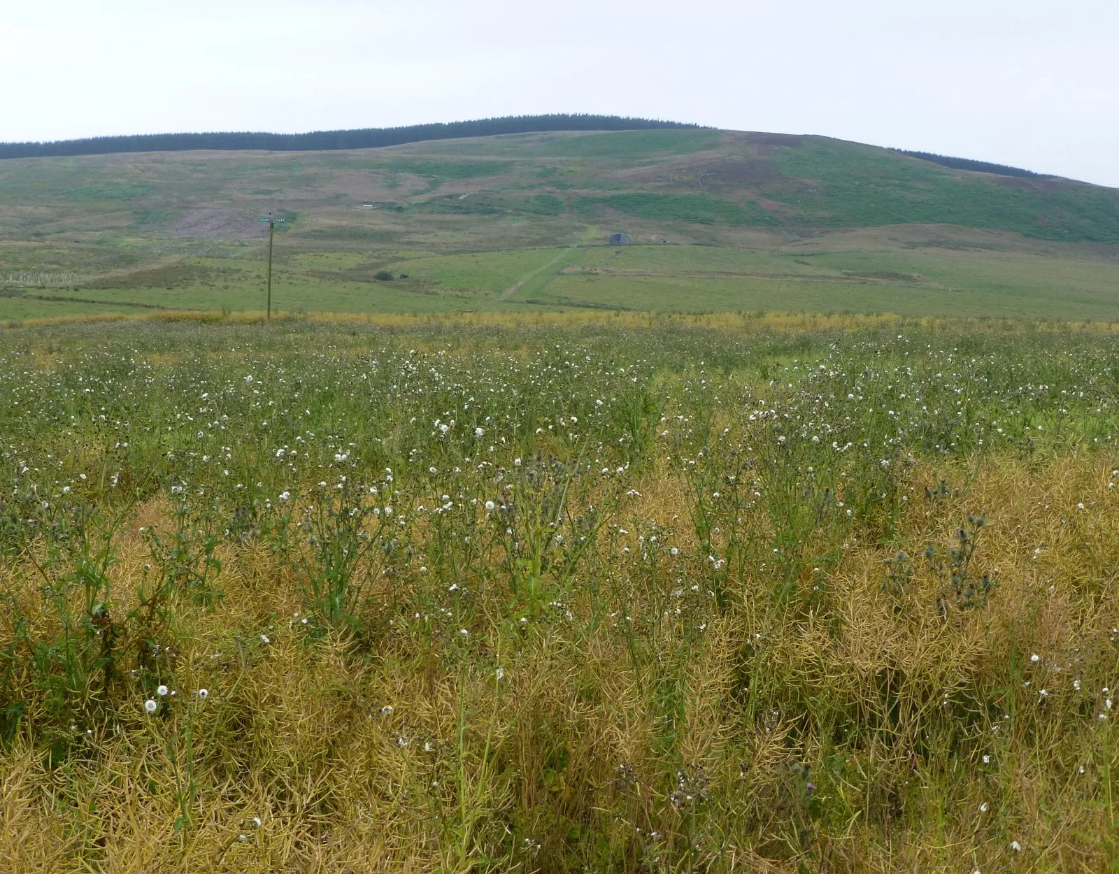 Photo showing: A crop of oilseed rape and thistles