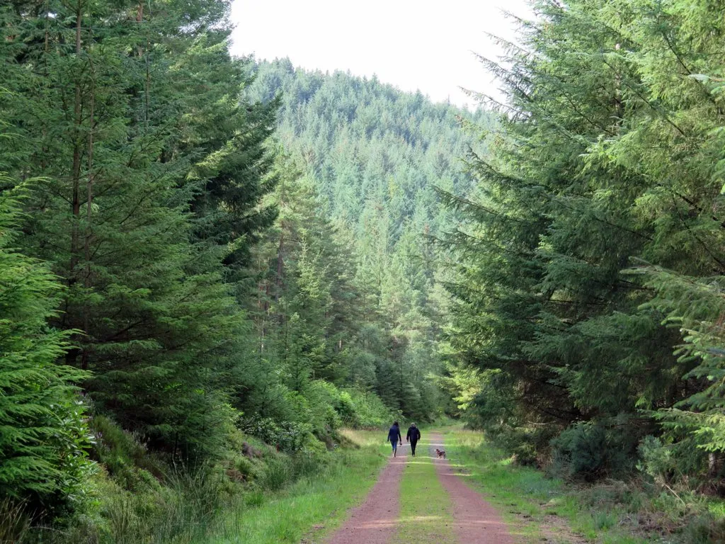 Photo showing: A walk in Thrunton Wood