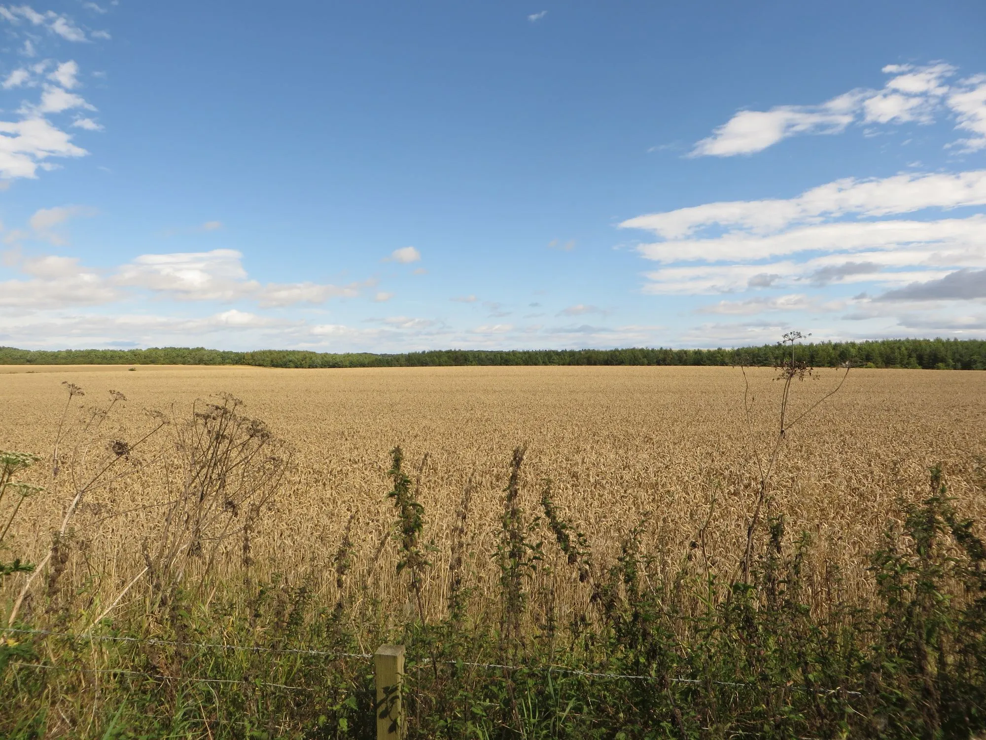 Photo showing: Arable field south of Horton Grange