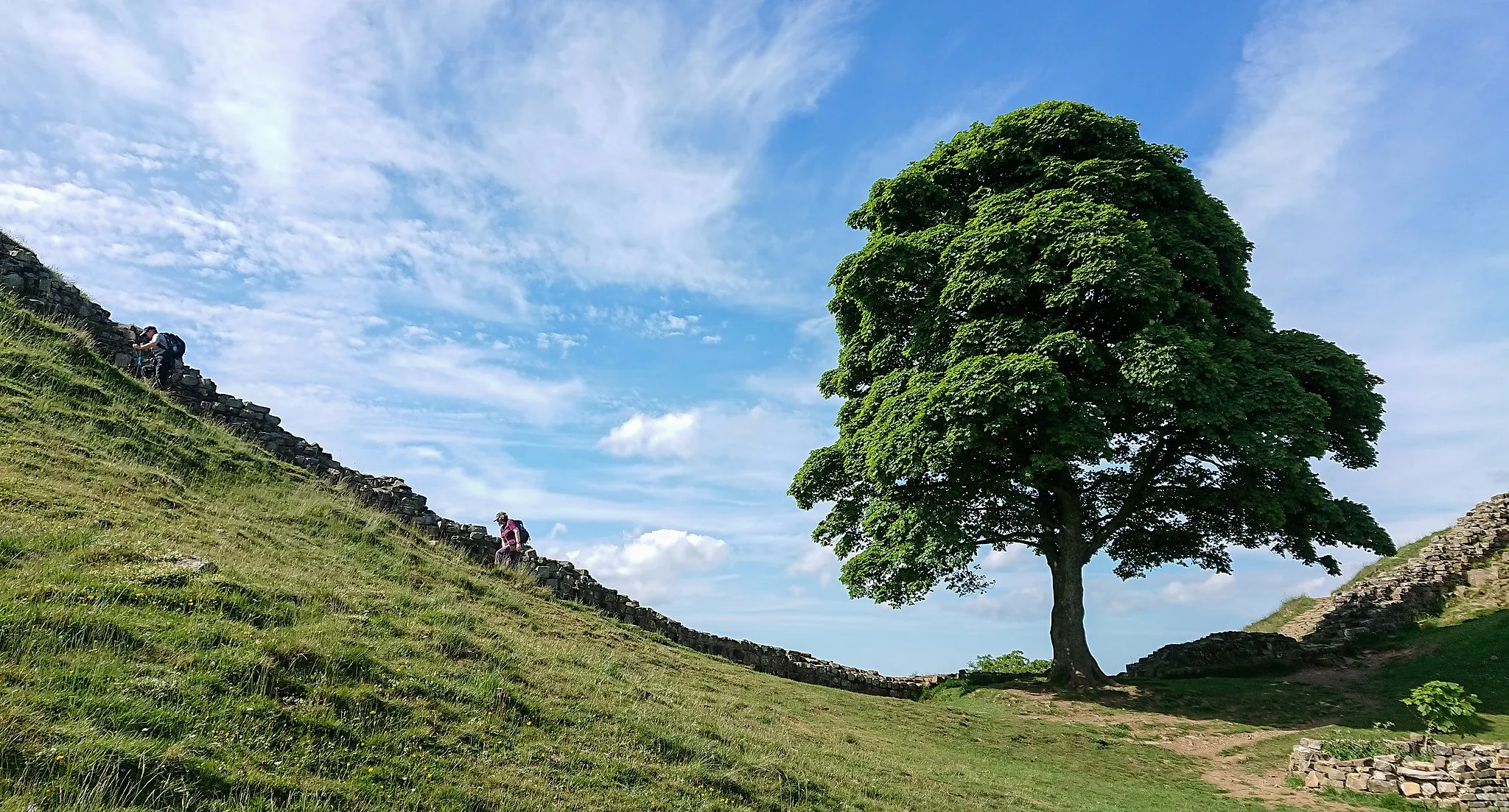 Photo showing: The Sycamore Gap Tree or “Robin Hood Tree” is a sycamore tree (Acer pseudoplatanus) standing next to Hadrian's Wall near Haltwhistle, Northumberland, England. Crag Lough and the villages of Once Brewed and Haltwhistle are nearby. Image taken on June 7, 2018.
Follow-up Note: This 200-year-old tree was cut down in an act of vandalism on the night of September 27, 28, 2023.