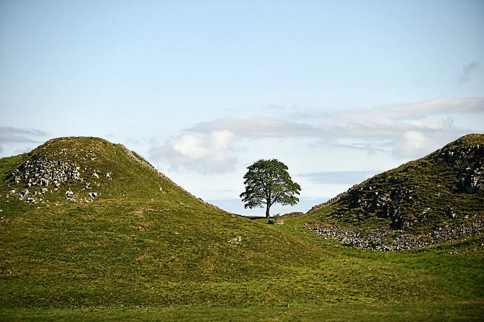 Photo showing: Berg-Ahorn (Acer pseudoplatanus) am Hadrianswall nördlich Kastell Vindolanda in England, auch bekannt als Robin Hood-Baum