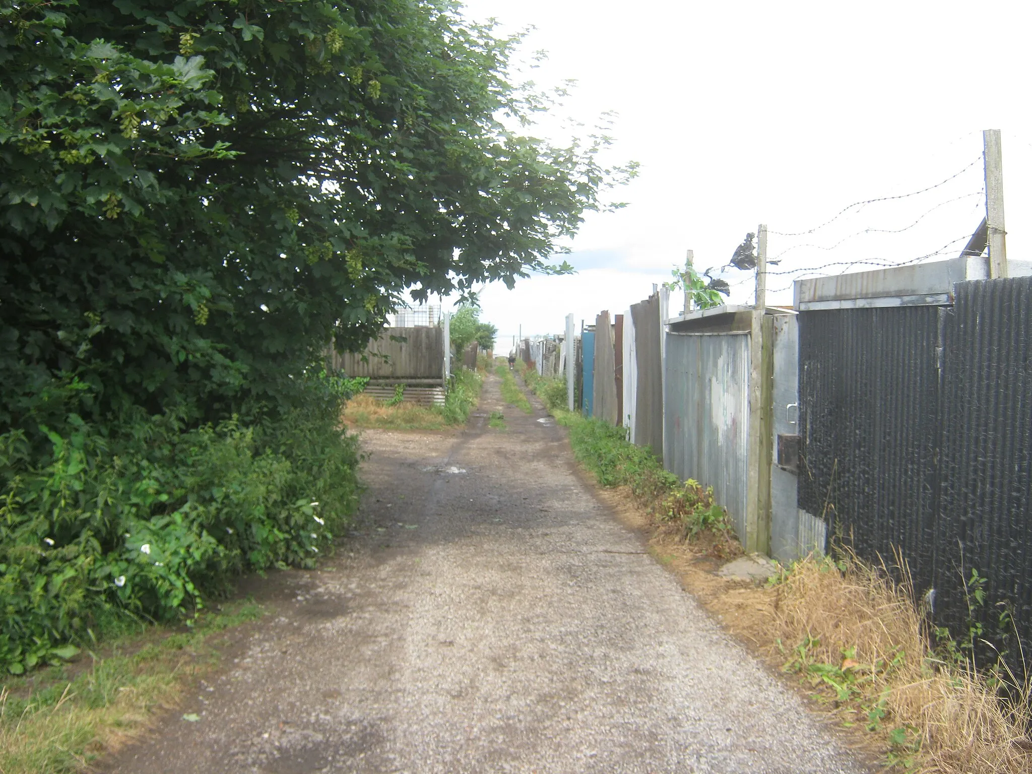 Photo showing: Access track in Blackhall Colliery allotments