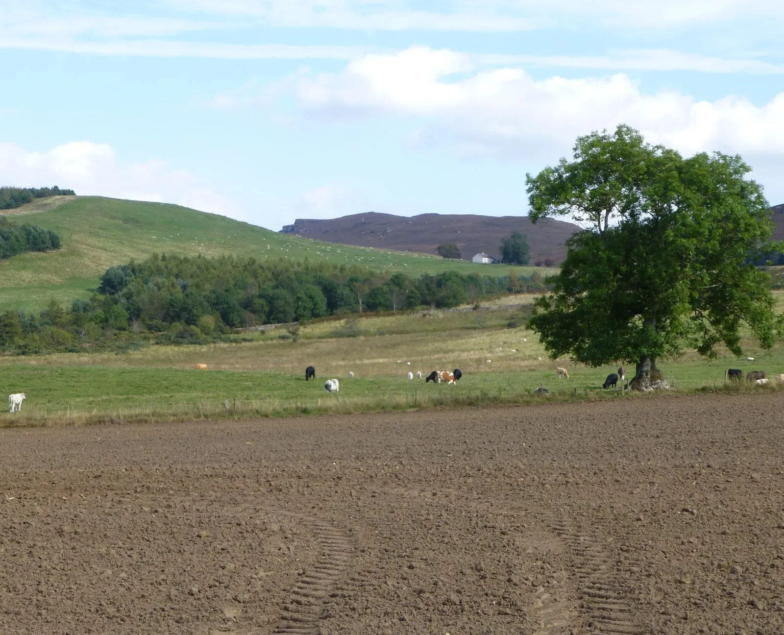 Photo showing: Arable field with sheep and cattle beyond