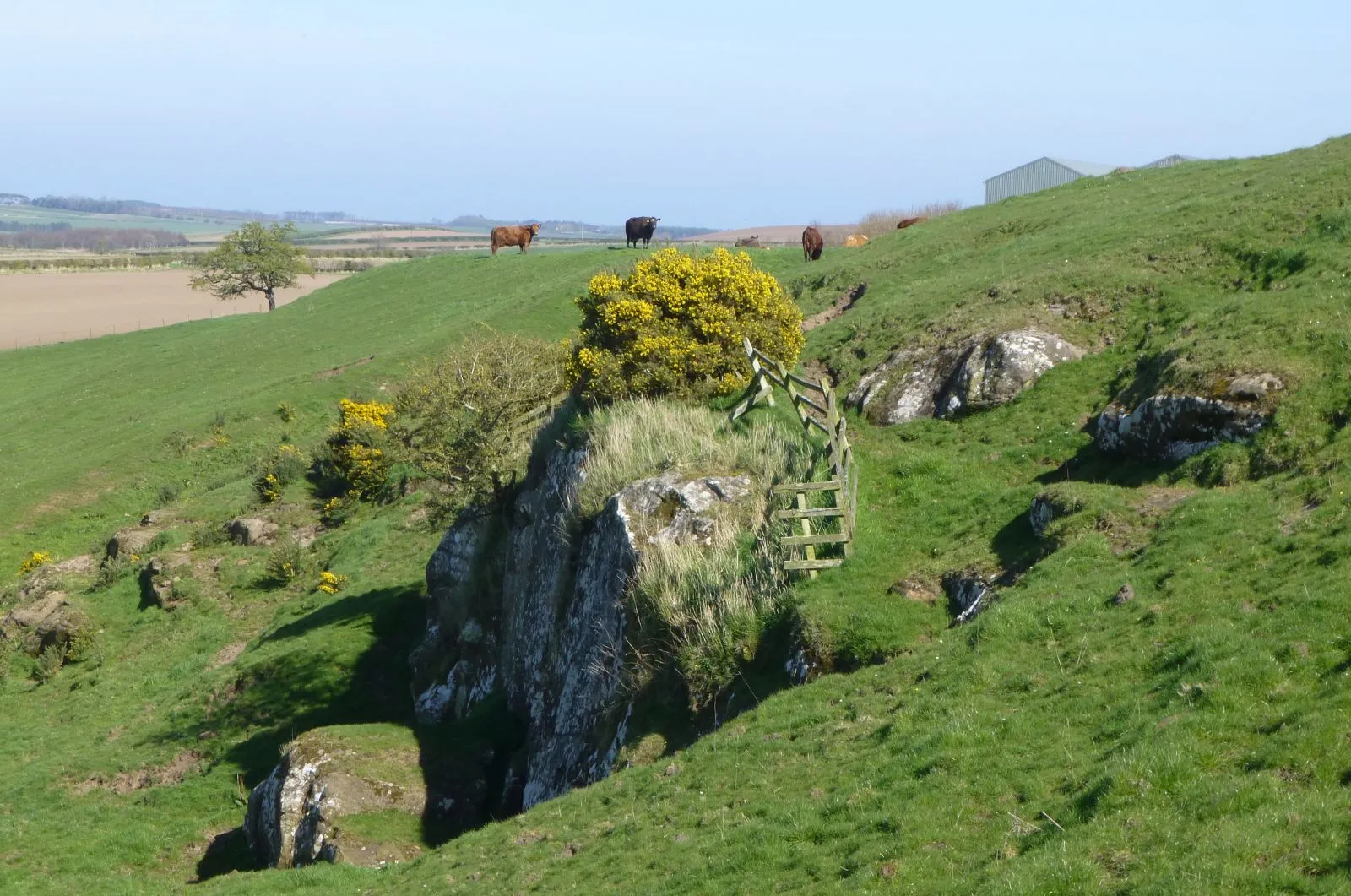 Photo showing: Rock outcrop and cattle