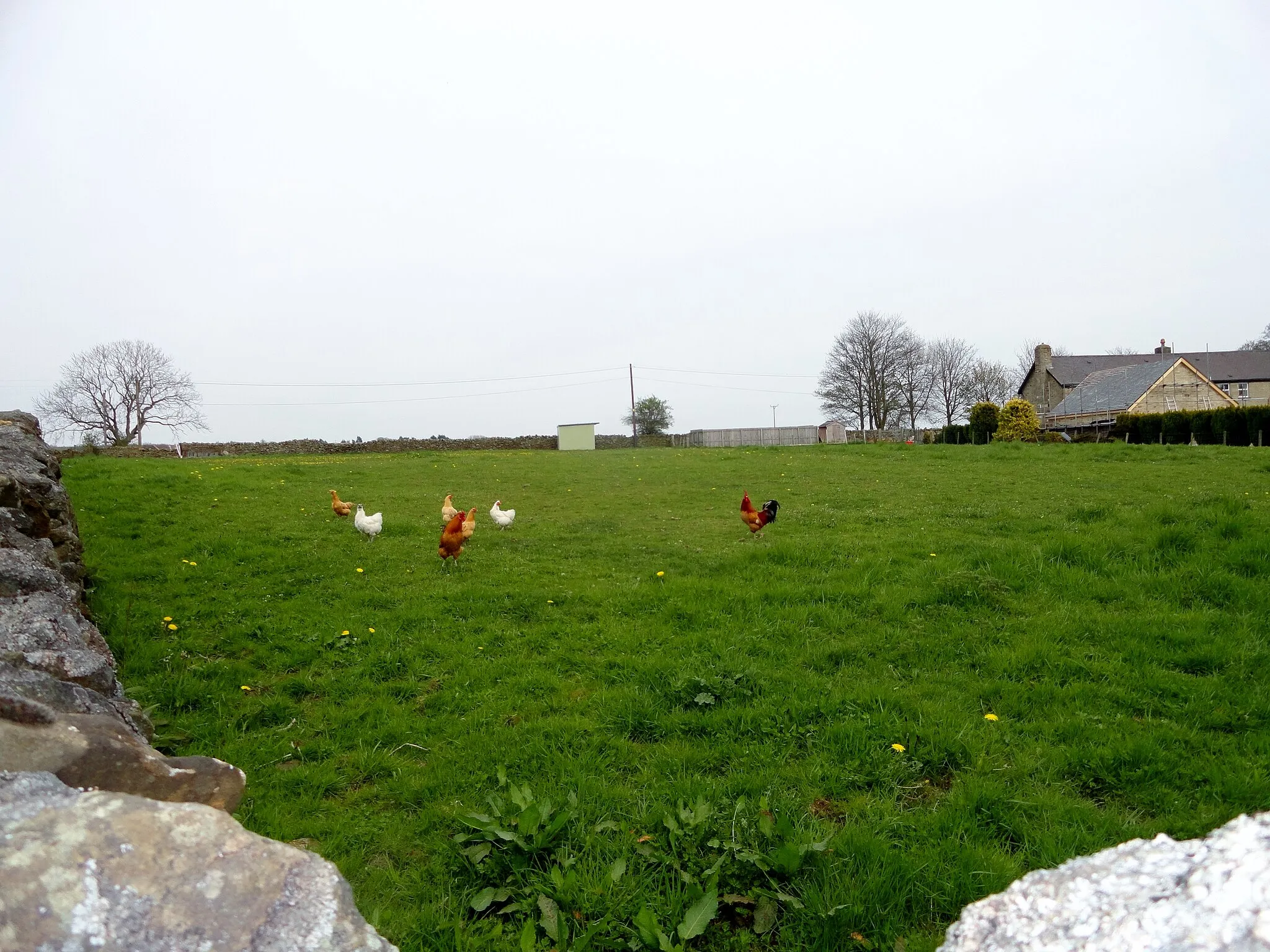 Photo showing: Chickens at Knitsley