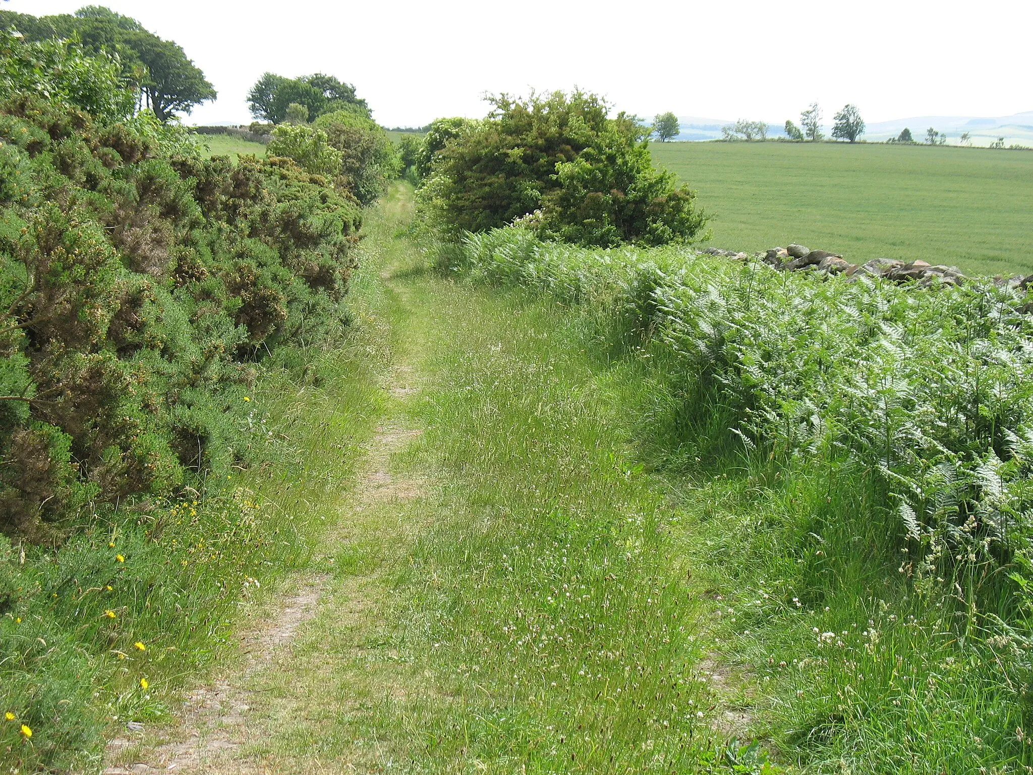 Photo showing: A 'green lane' on Fowberry Moor