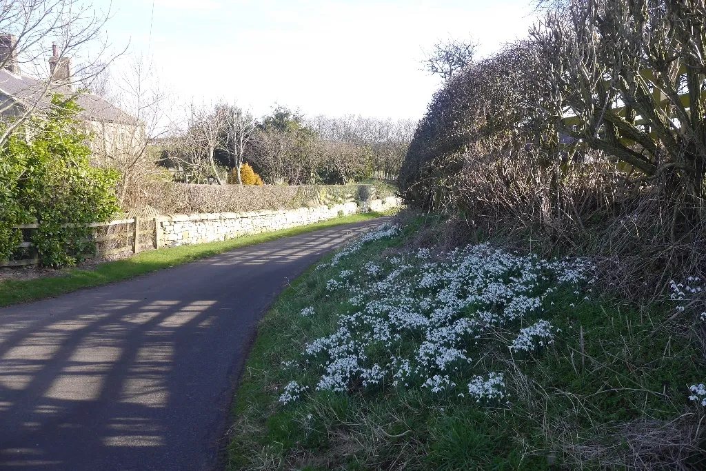 Photo showing: Snowdrops, Newham