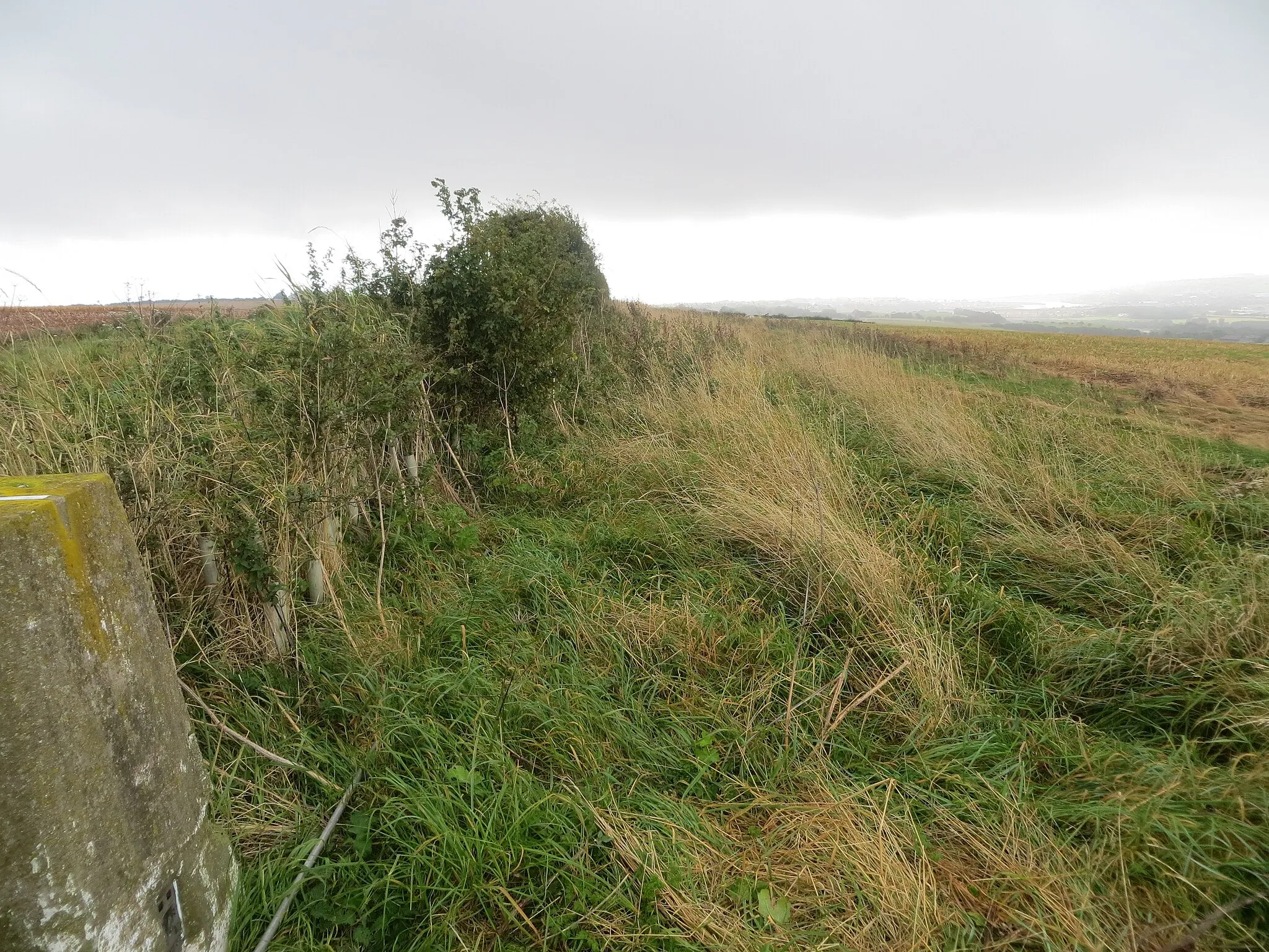 Photo showing: Hedge-line view from Halidon Hill Triangulation Pillar