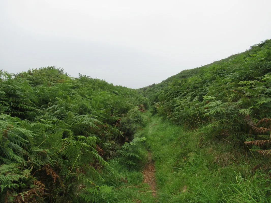 Photo showing: St Cuthbert's Way through Bracken