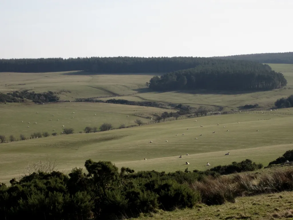 Photo showing: Grassland on Lyham Moor