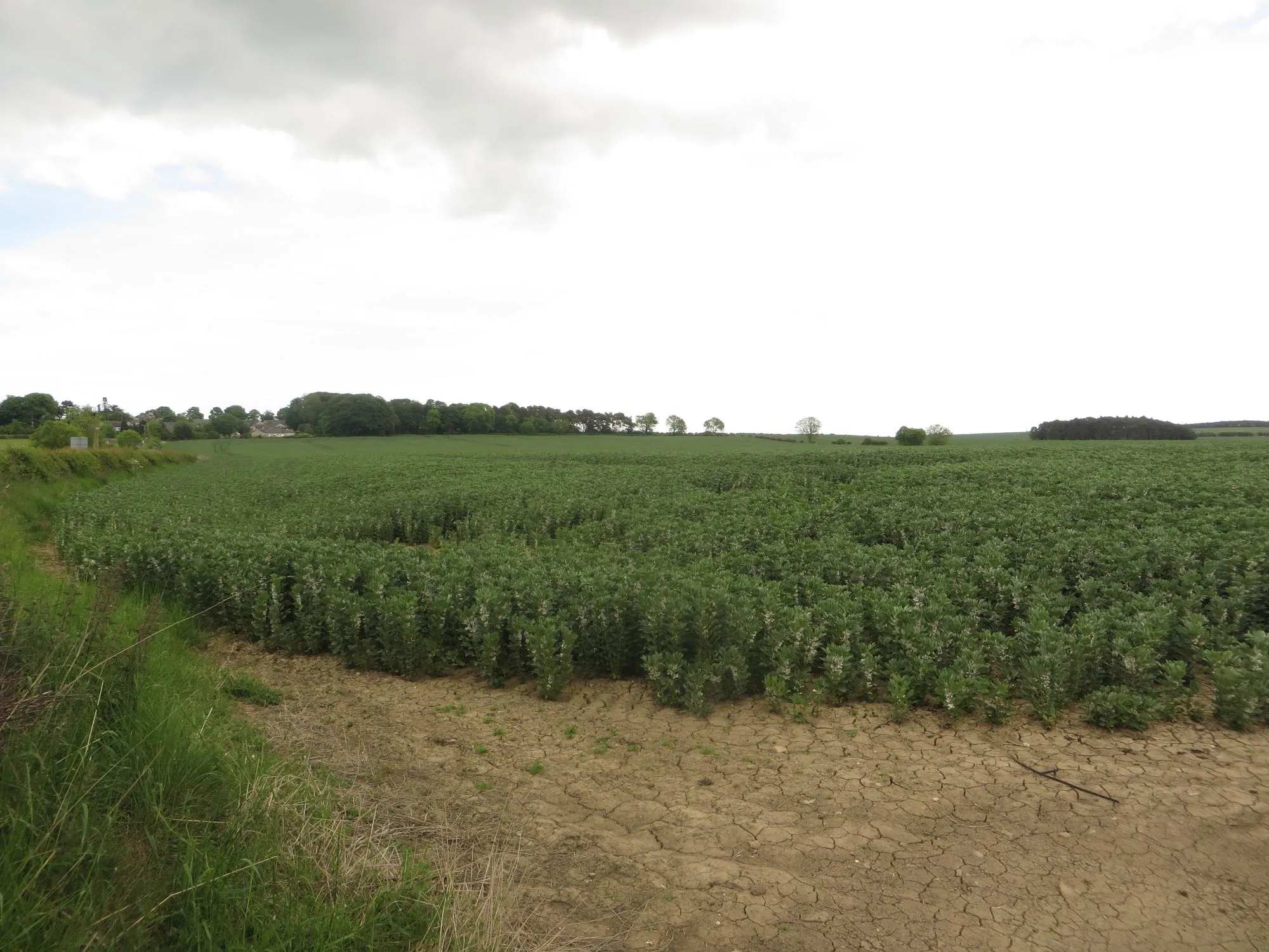 Photo showing: Arable field to the west of Nedderton