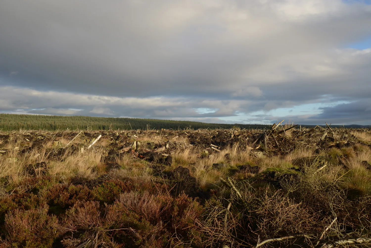 Photo showing: Clear felled forestry, Harwood Forest