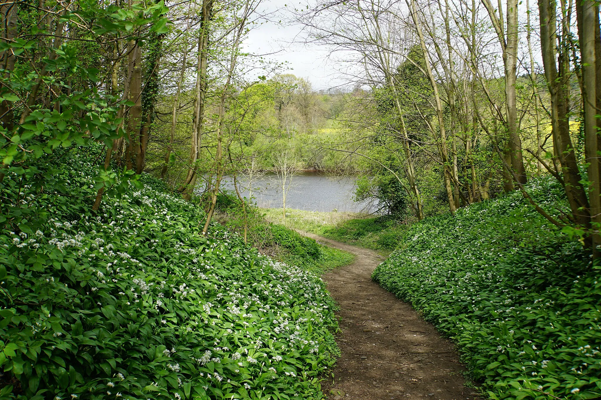 Photo showing: Path leading down to the River Tyne