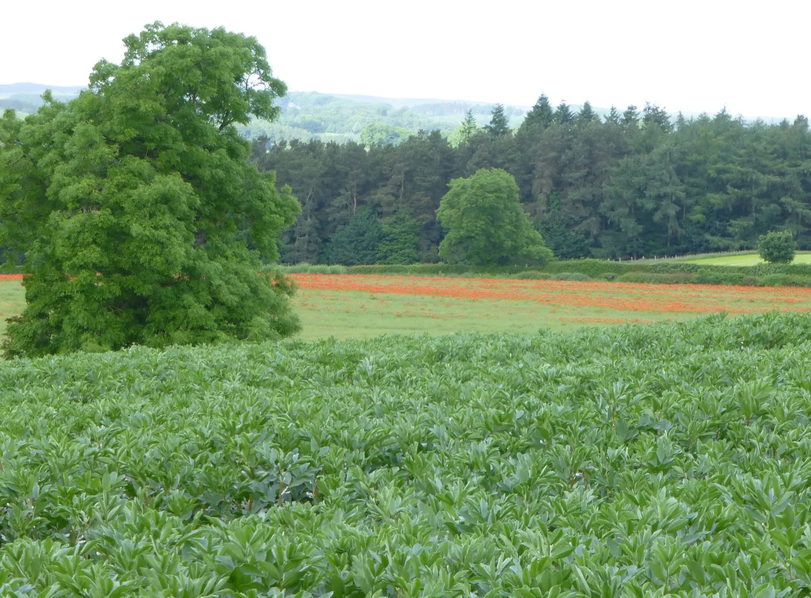 Photo showing: Broad beans, barley and poppies